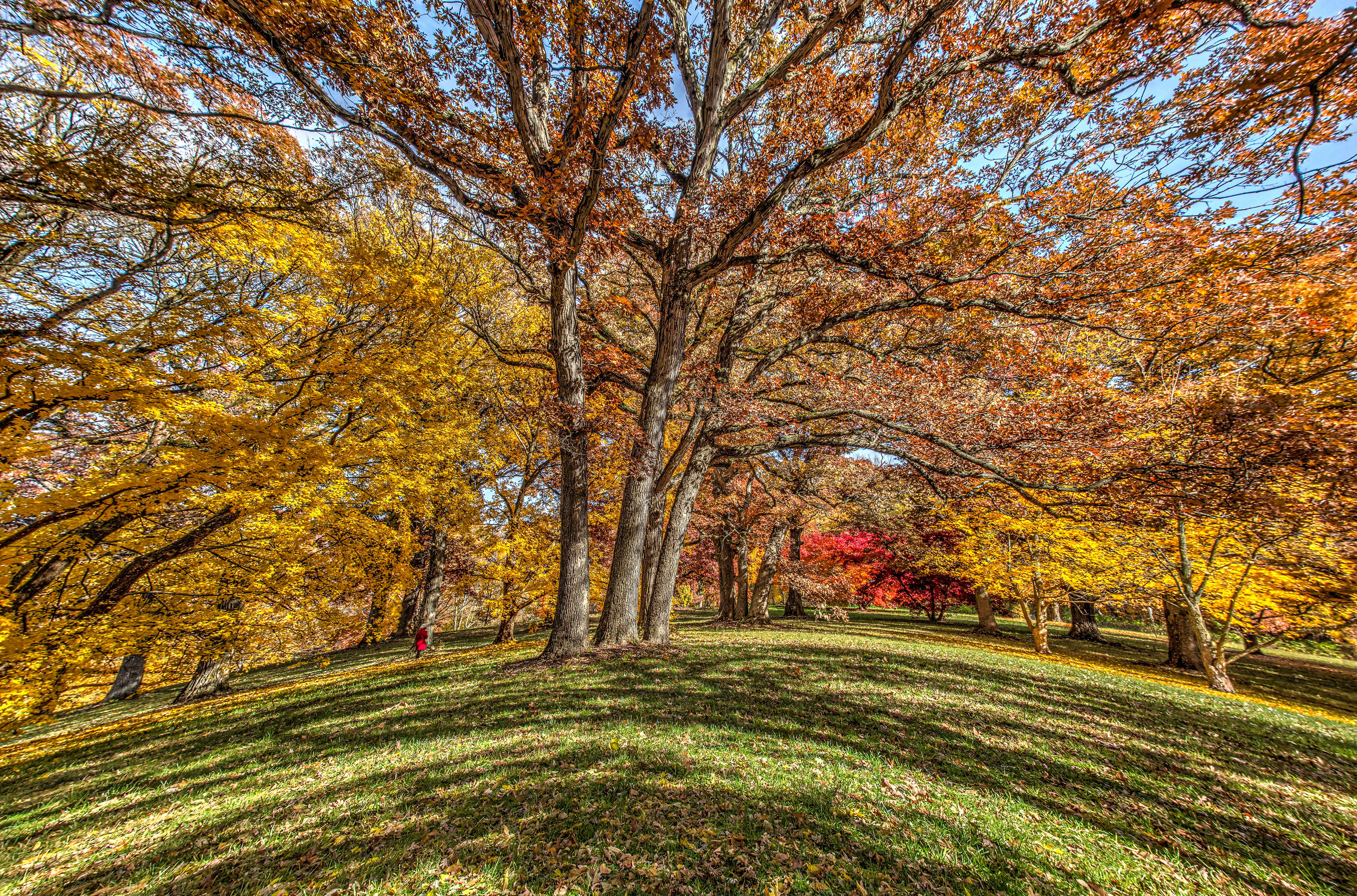 Fall colors at Morton Arboretum