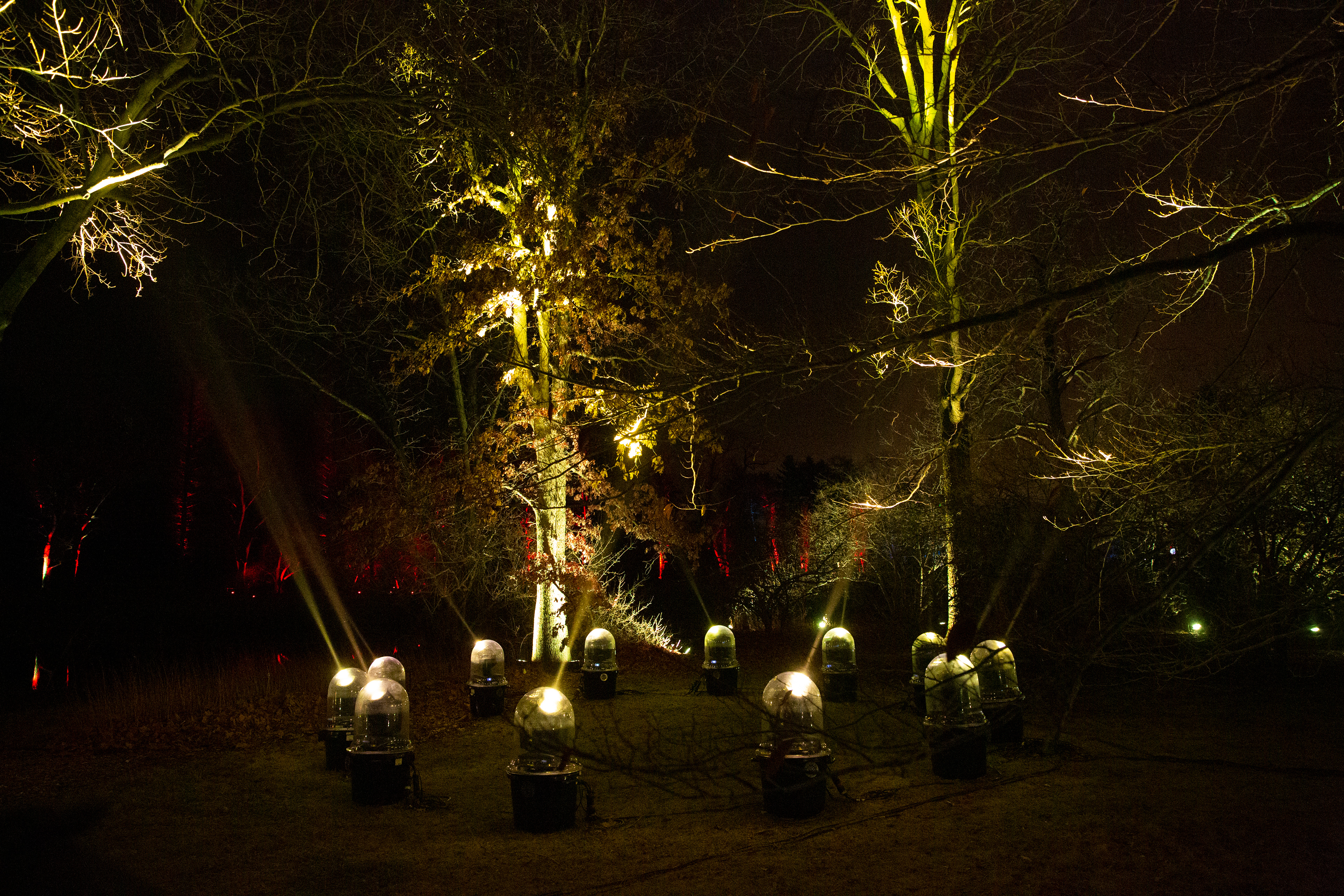 Morton Arboretum Illumination 02