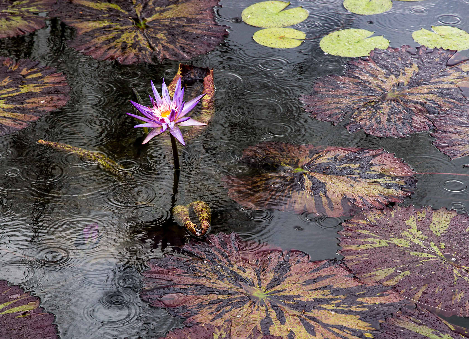 Biltmore Mansion Gardens