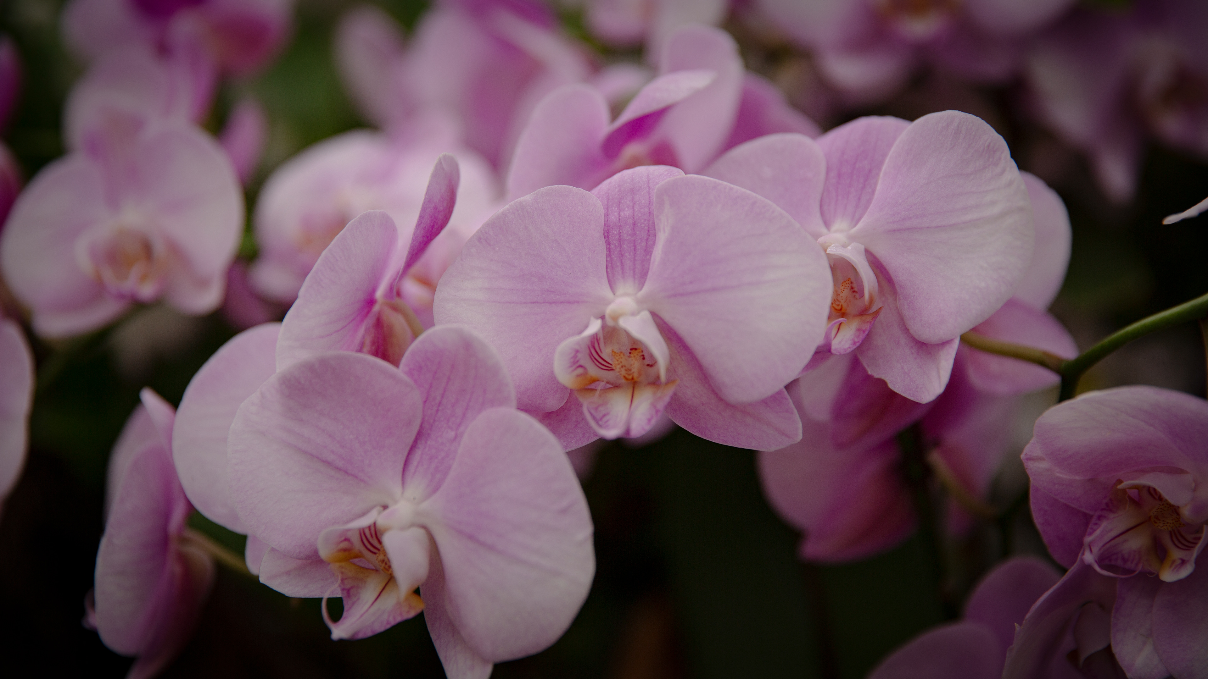 Chicago Botanical Garden Orchid Show 06