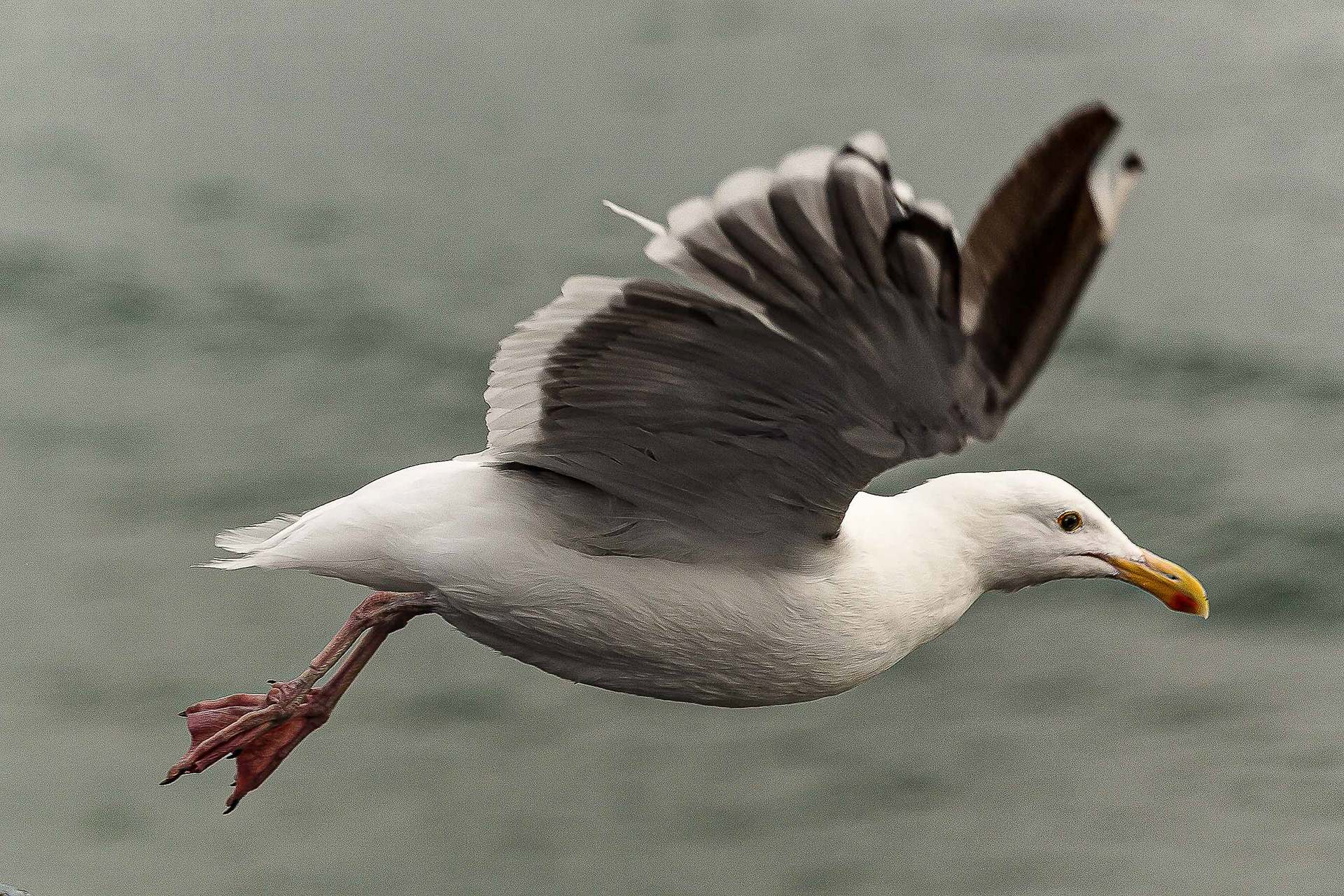 Gull coming in for a landing Santa Monica Pier