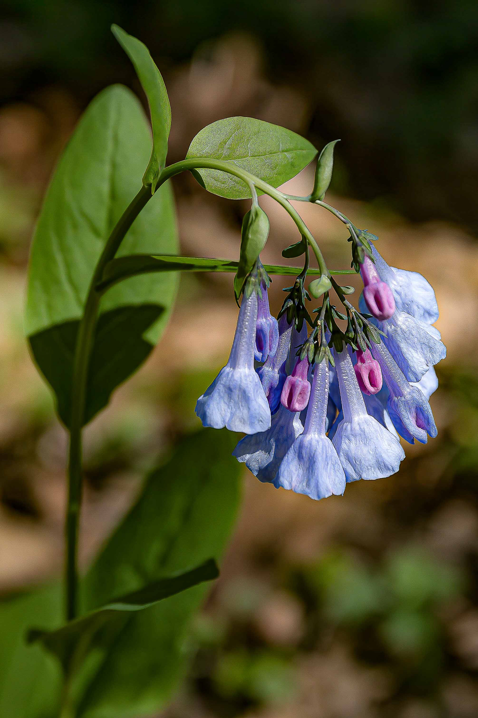 Blue Bells