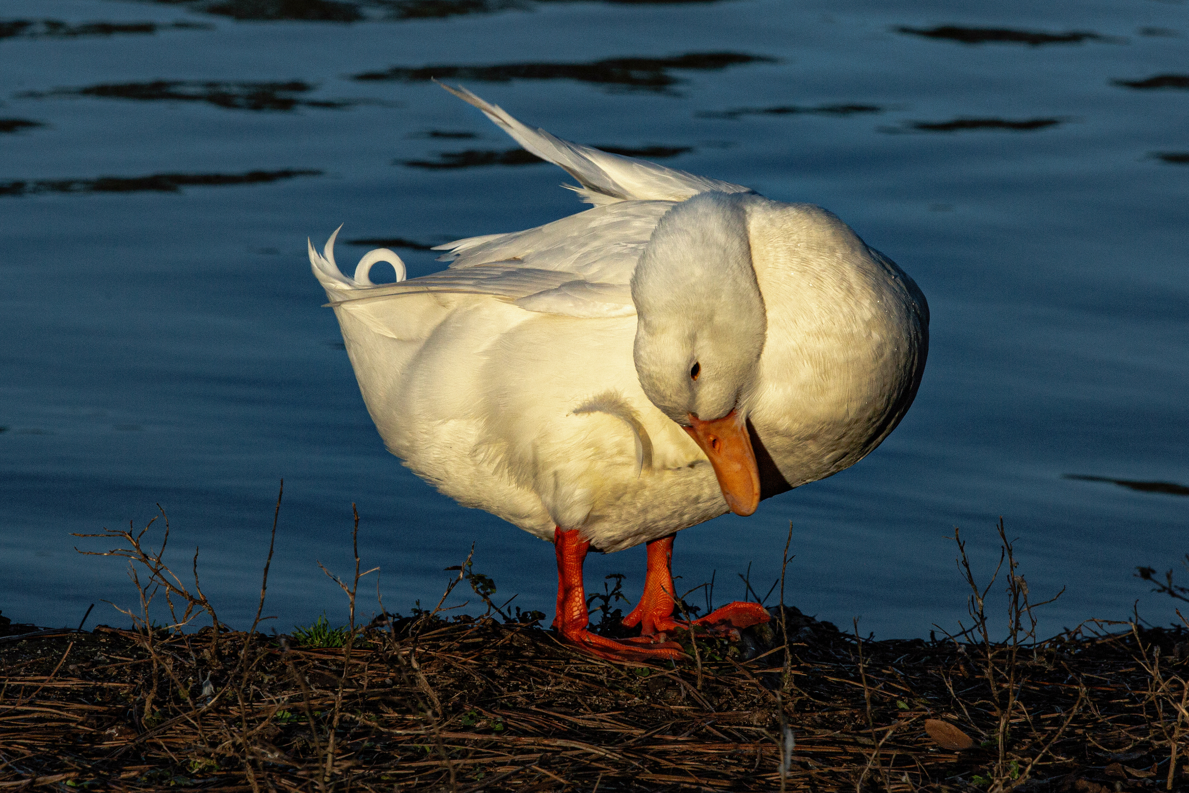 Duck bathing