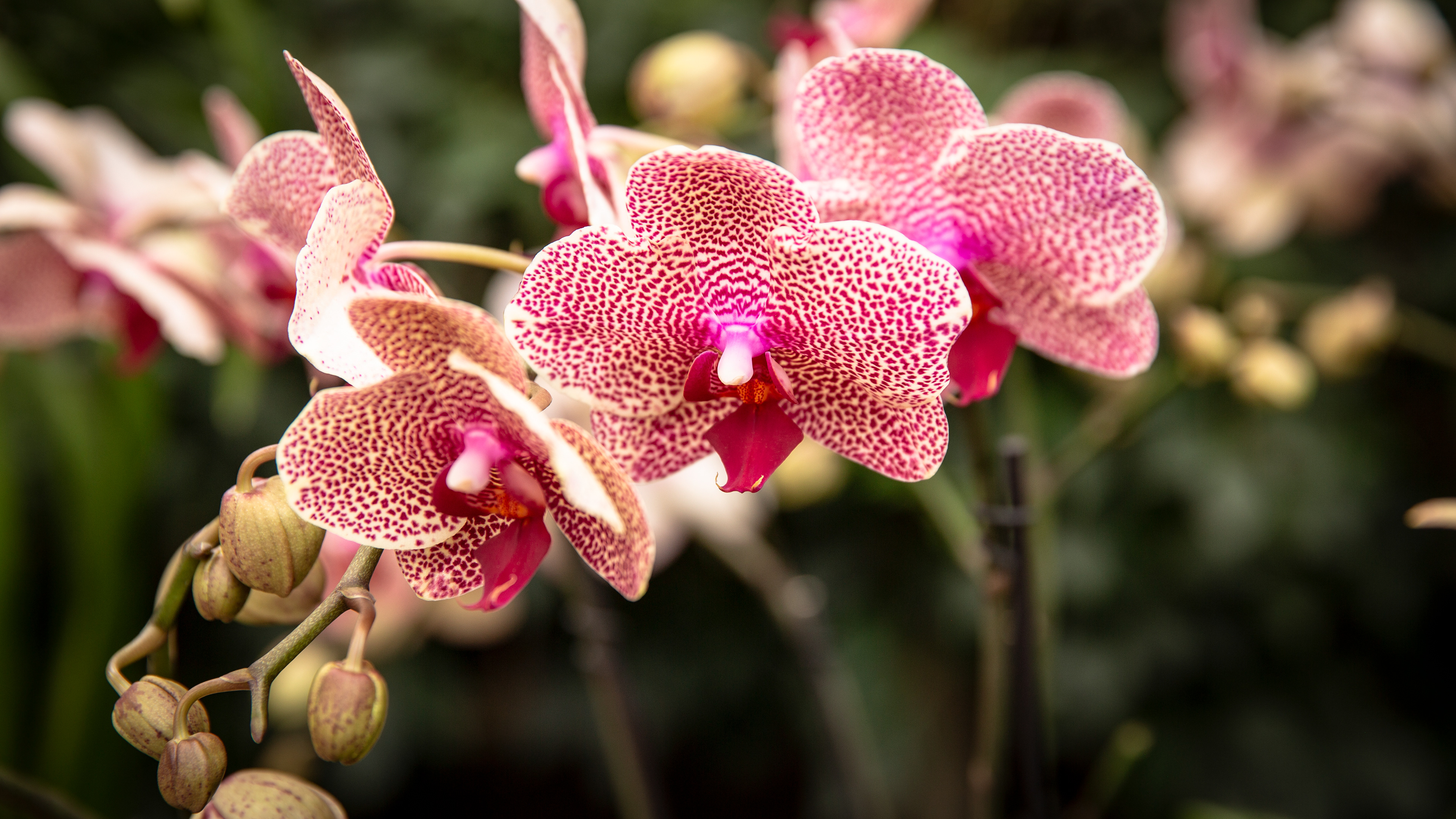 Chicago Botanical Garden Orchid Show 04