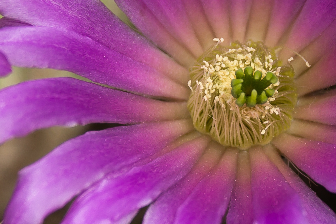 Chicago Botanical Garden-1