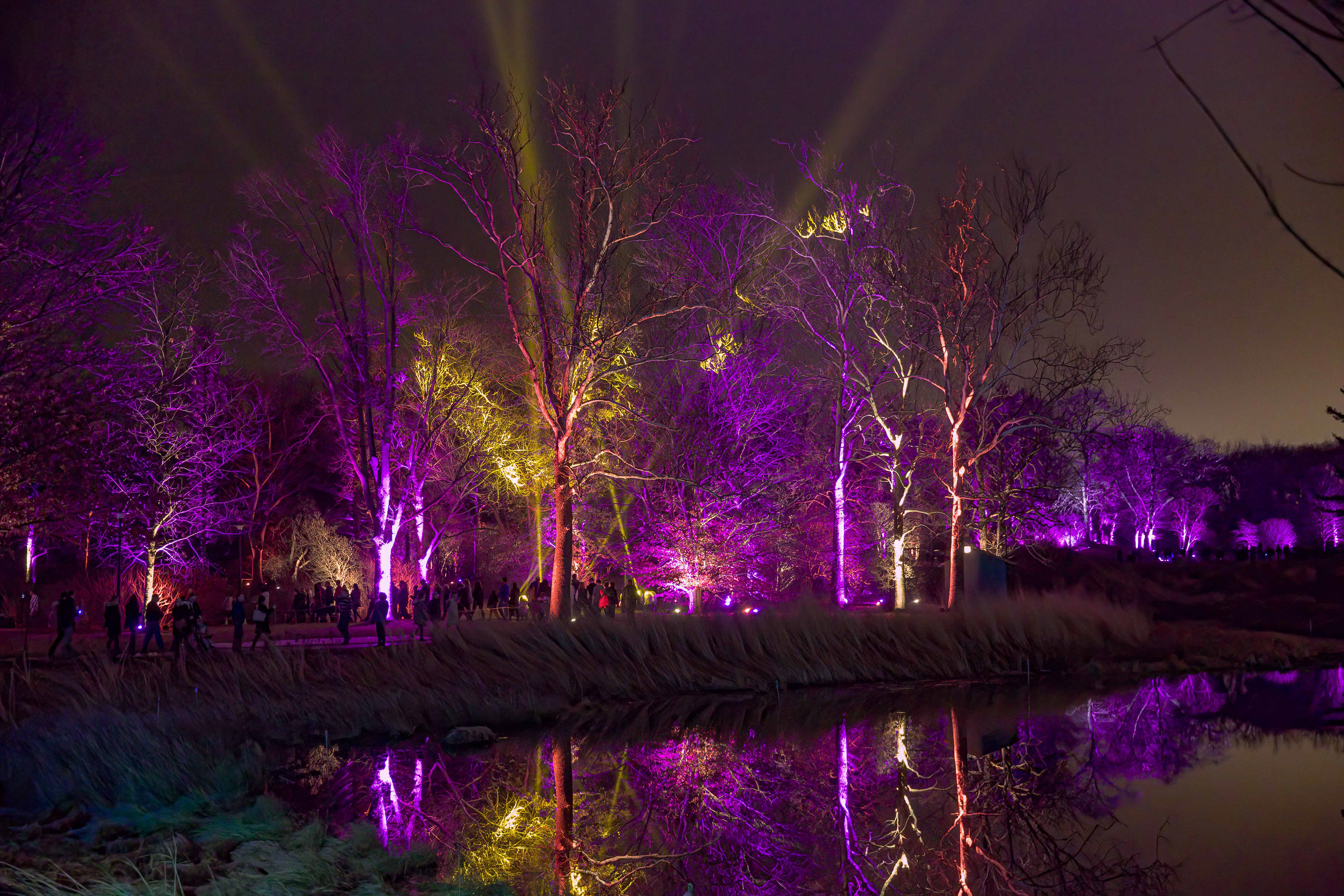 Morton Arboretum Illumination 03