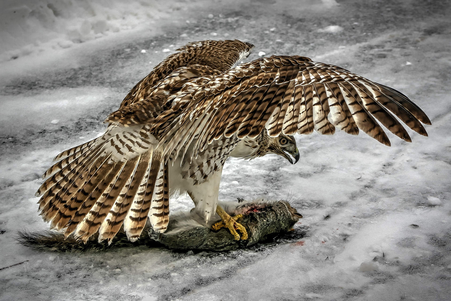 Red Tail Hawk With its Prey