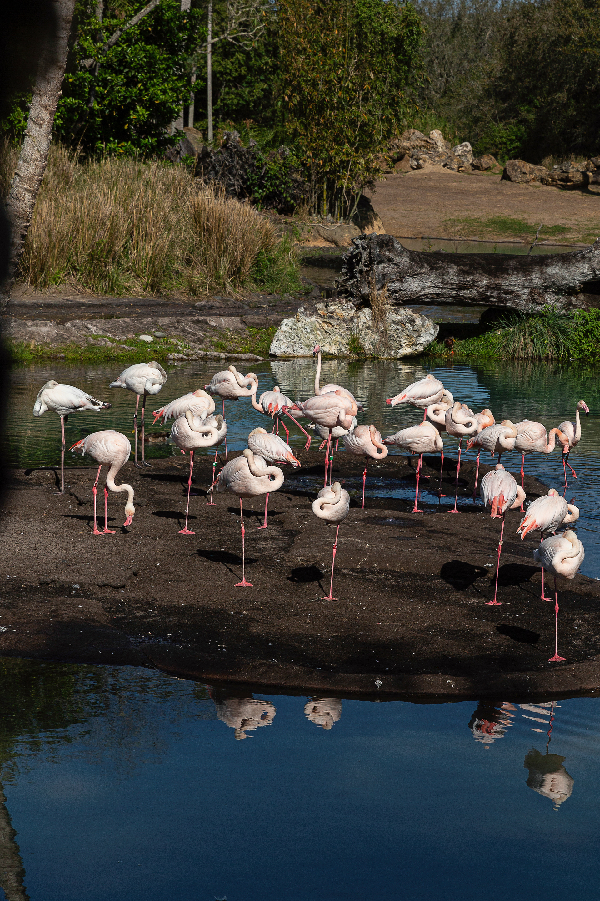 Flamingo at Disney World