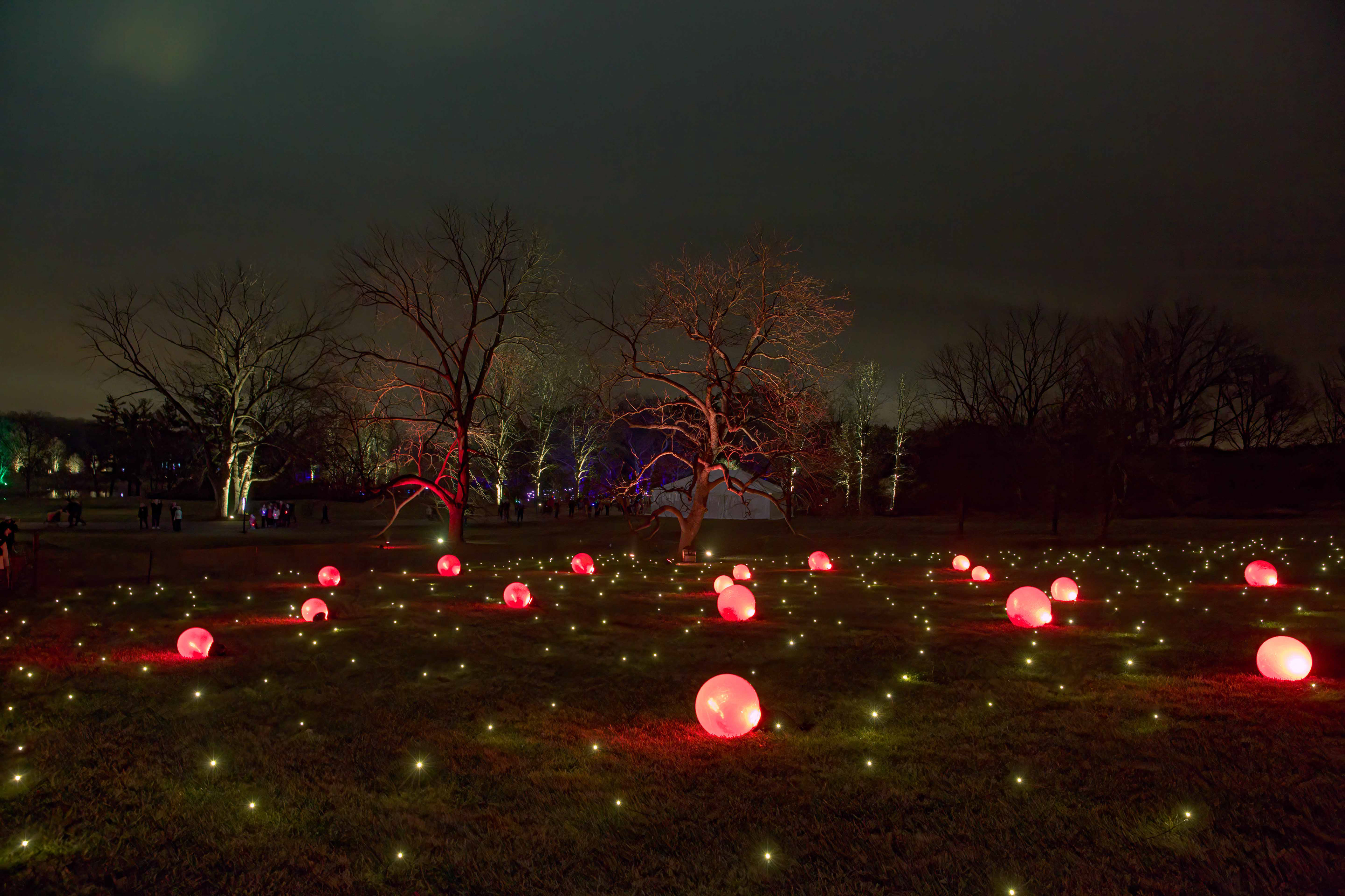Morton Arboretum Illumination 05