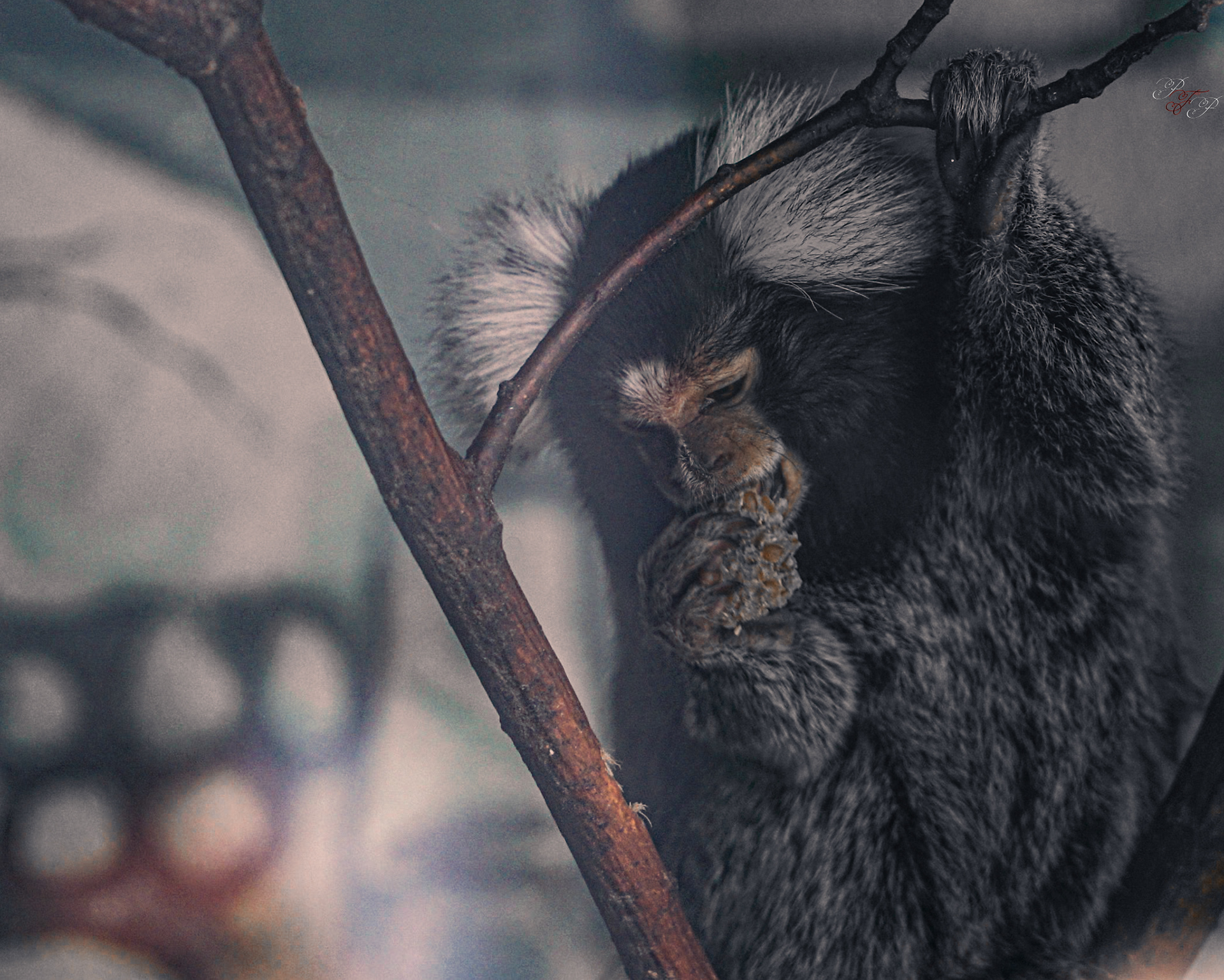 Lincoln Park Zoo