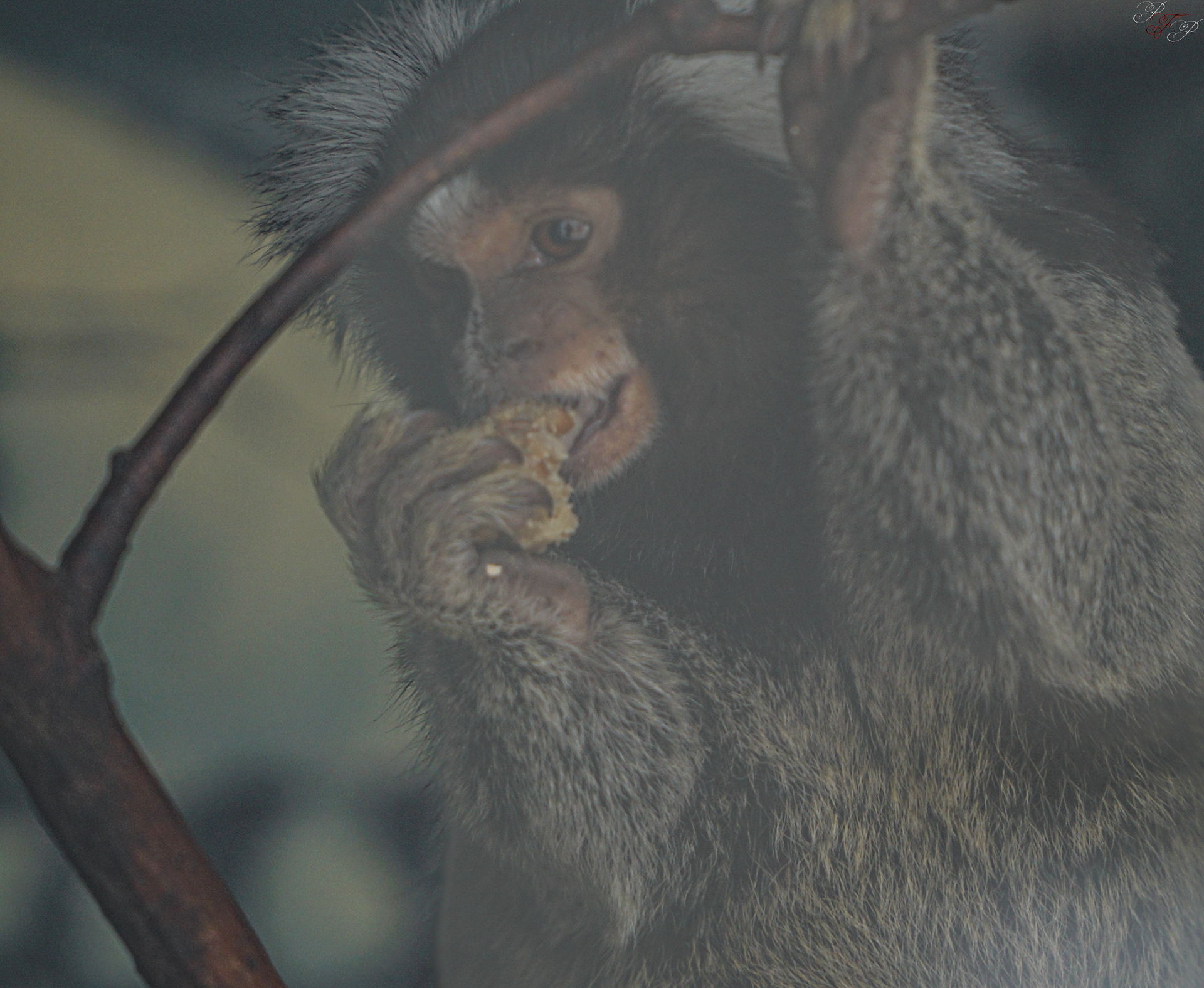 Lincoln Park Zoo