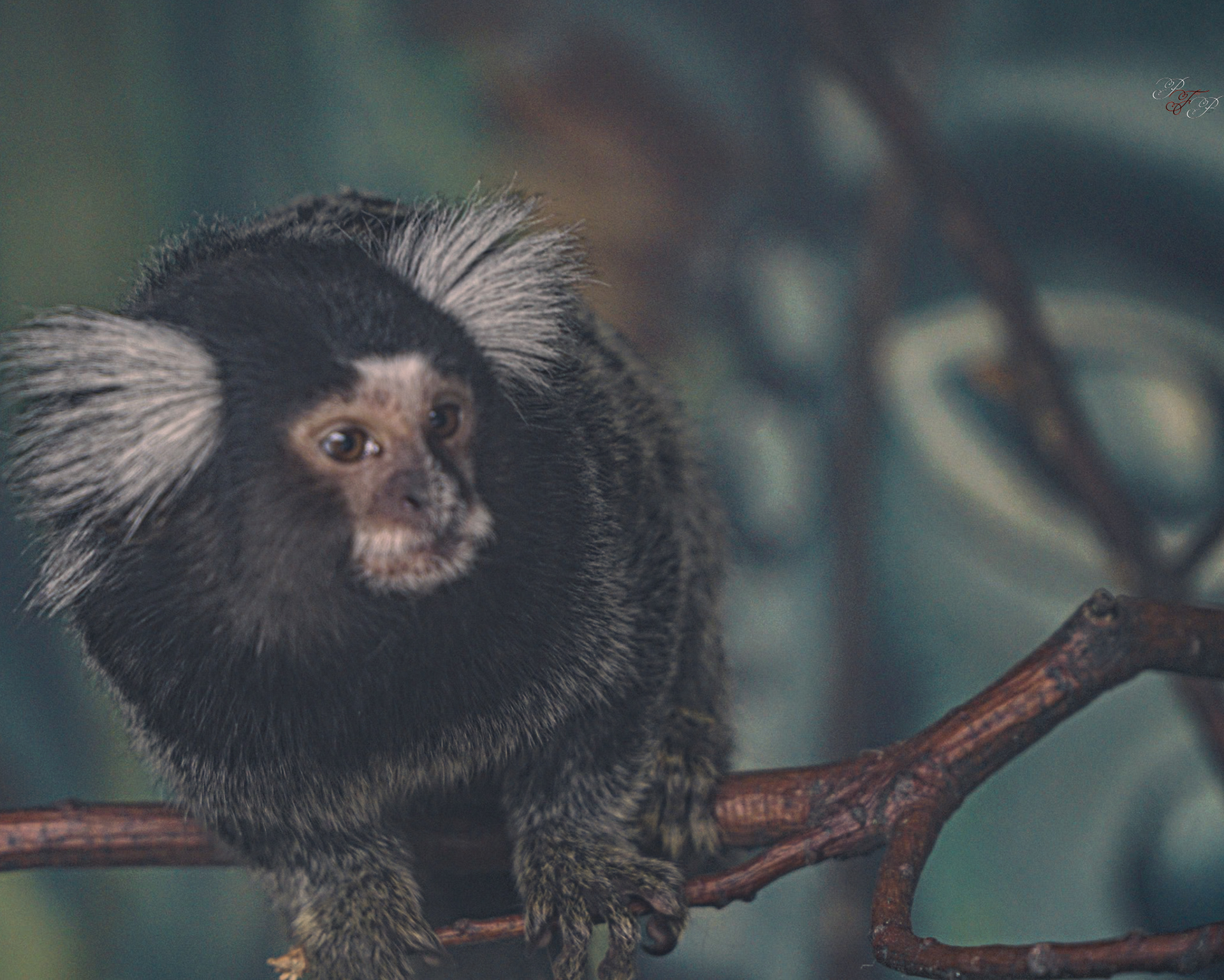 Lincoln Park Zoo