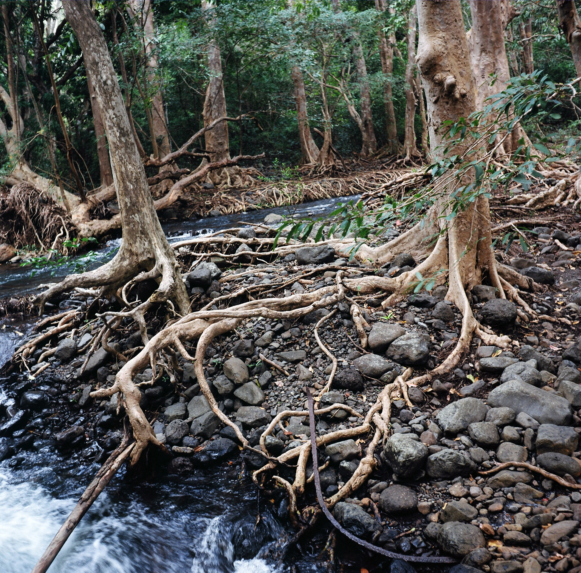 Ile Maurice No.7, Gicleé print, 20 x 20 inches, 2009