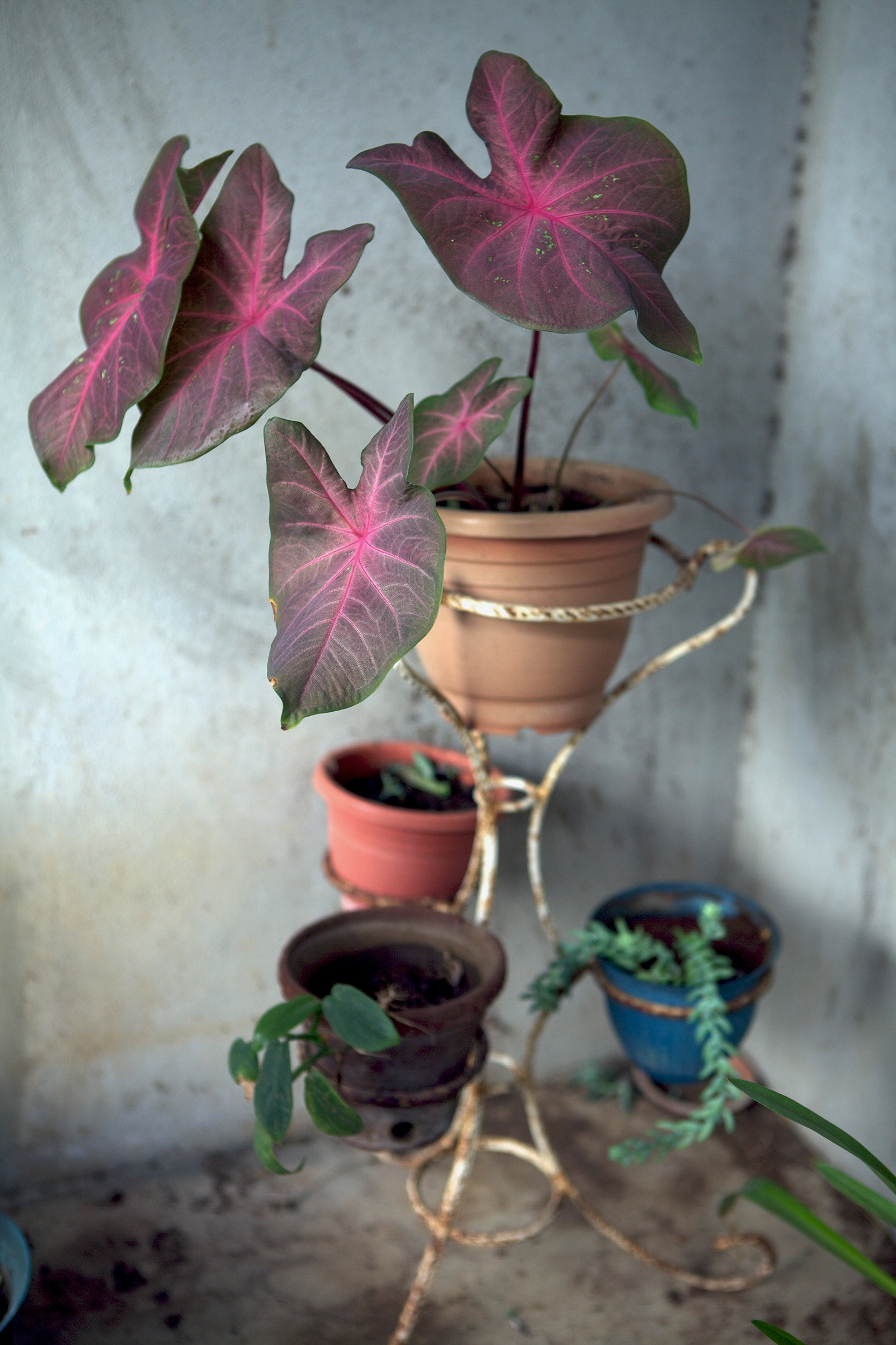 Gicleé print, 10.16cm x 15.24cm