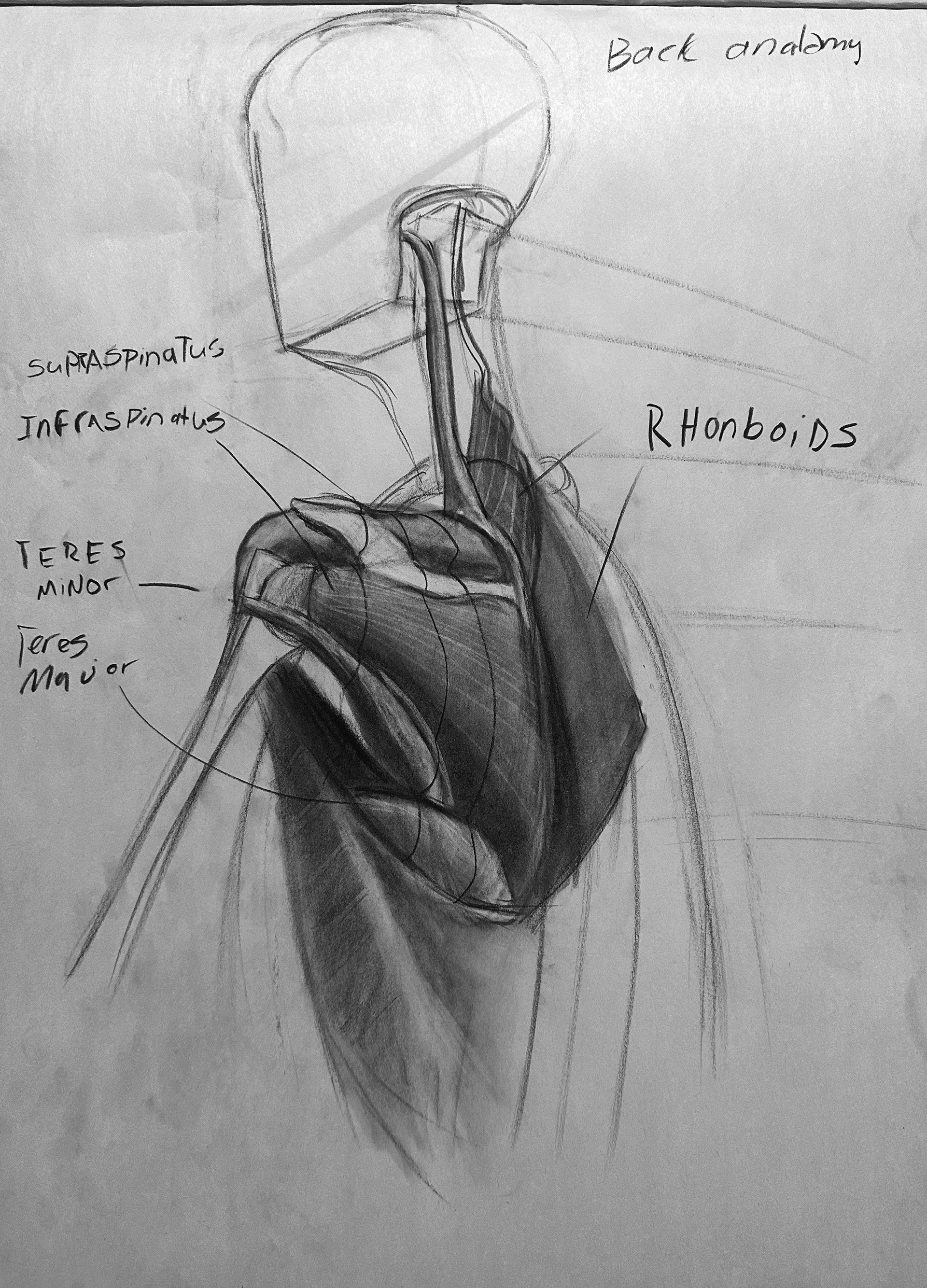 Muscle demo; conte 2023