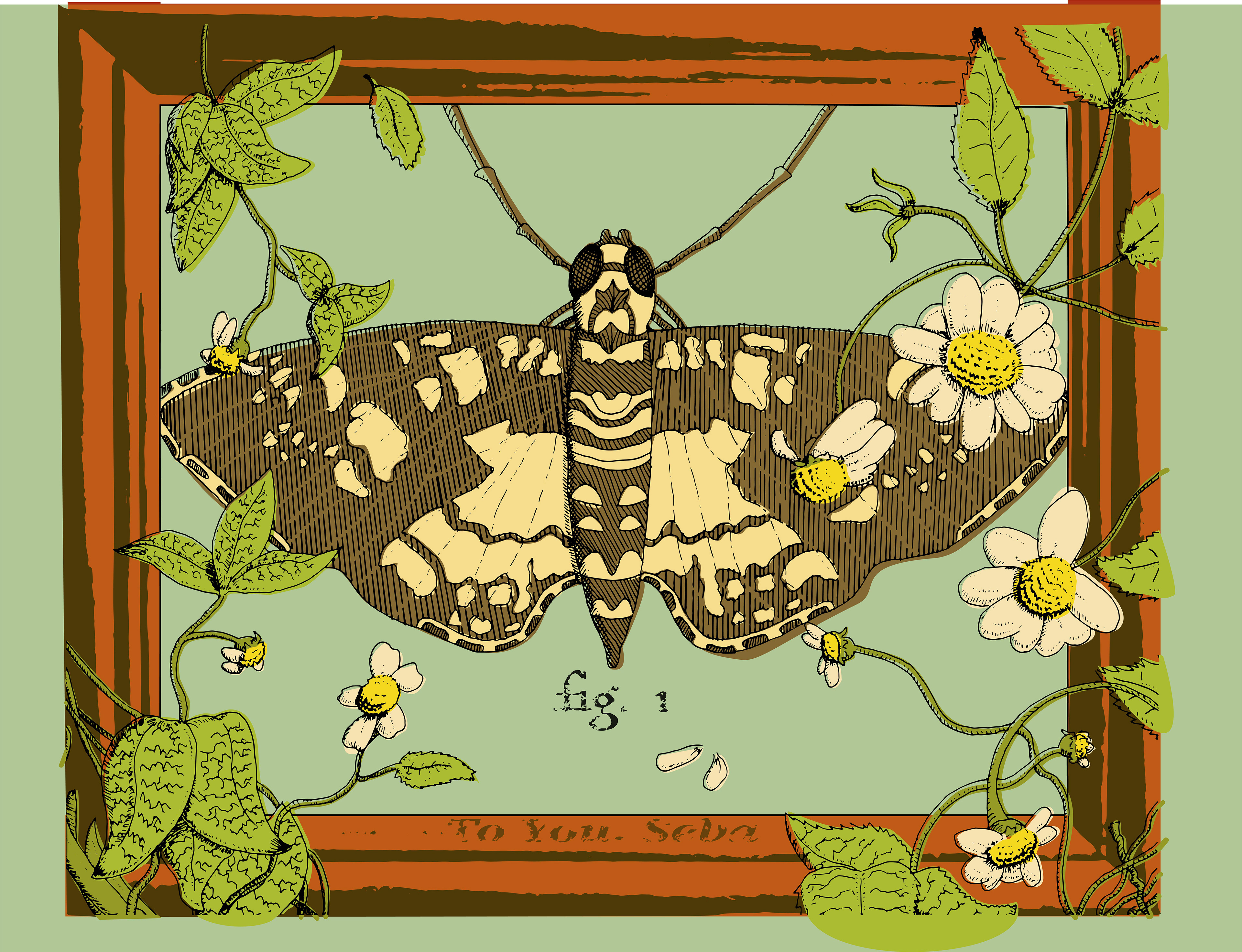 Anthony Cambas, Albertus Seba Illustration