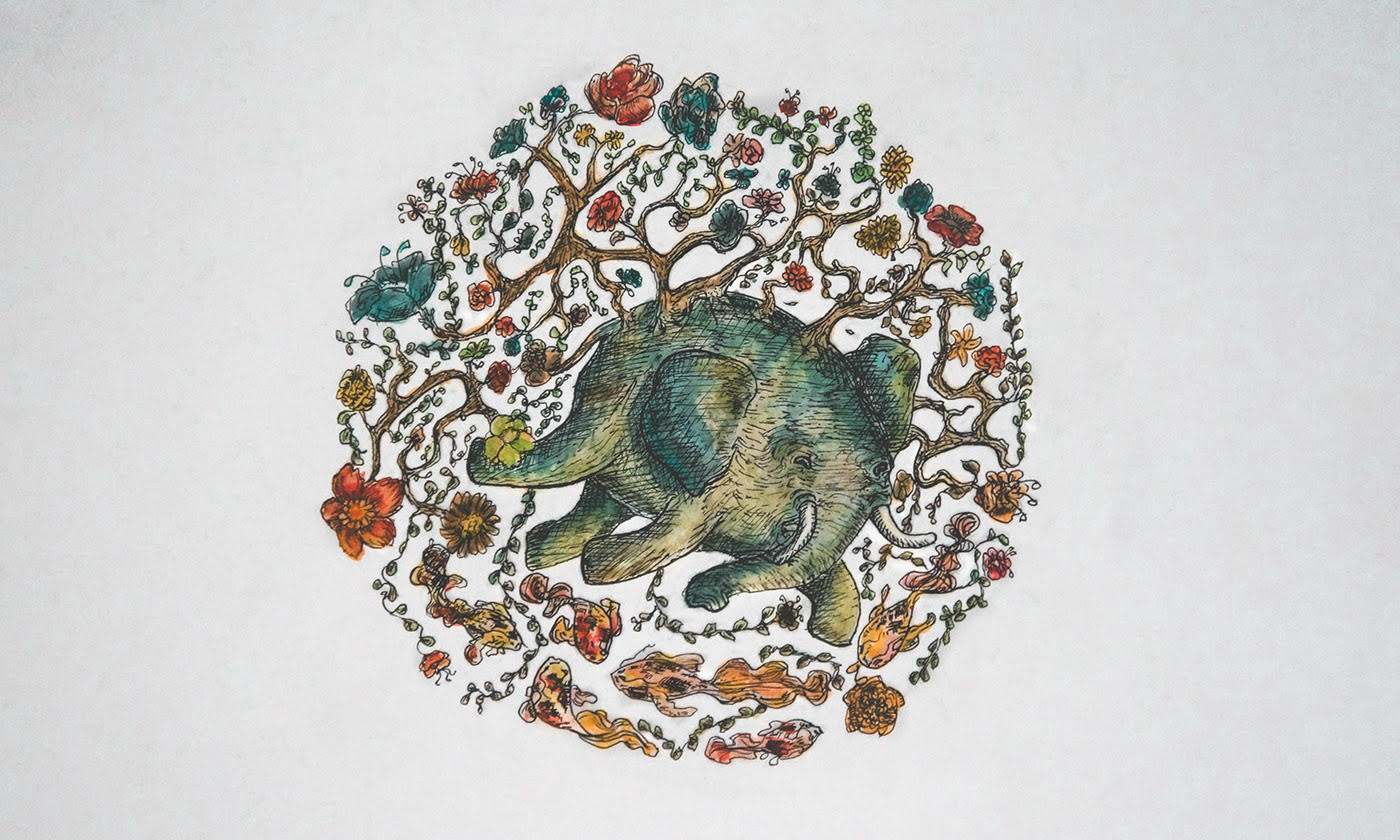 Cristian Sanchez, Albertus Seba Illustration