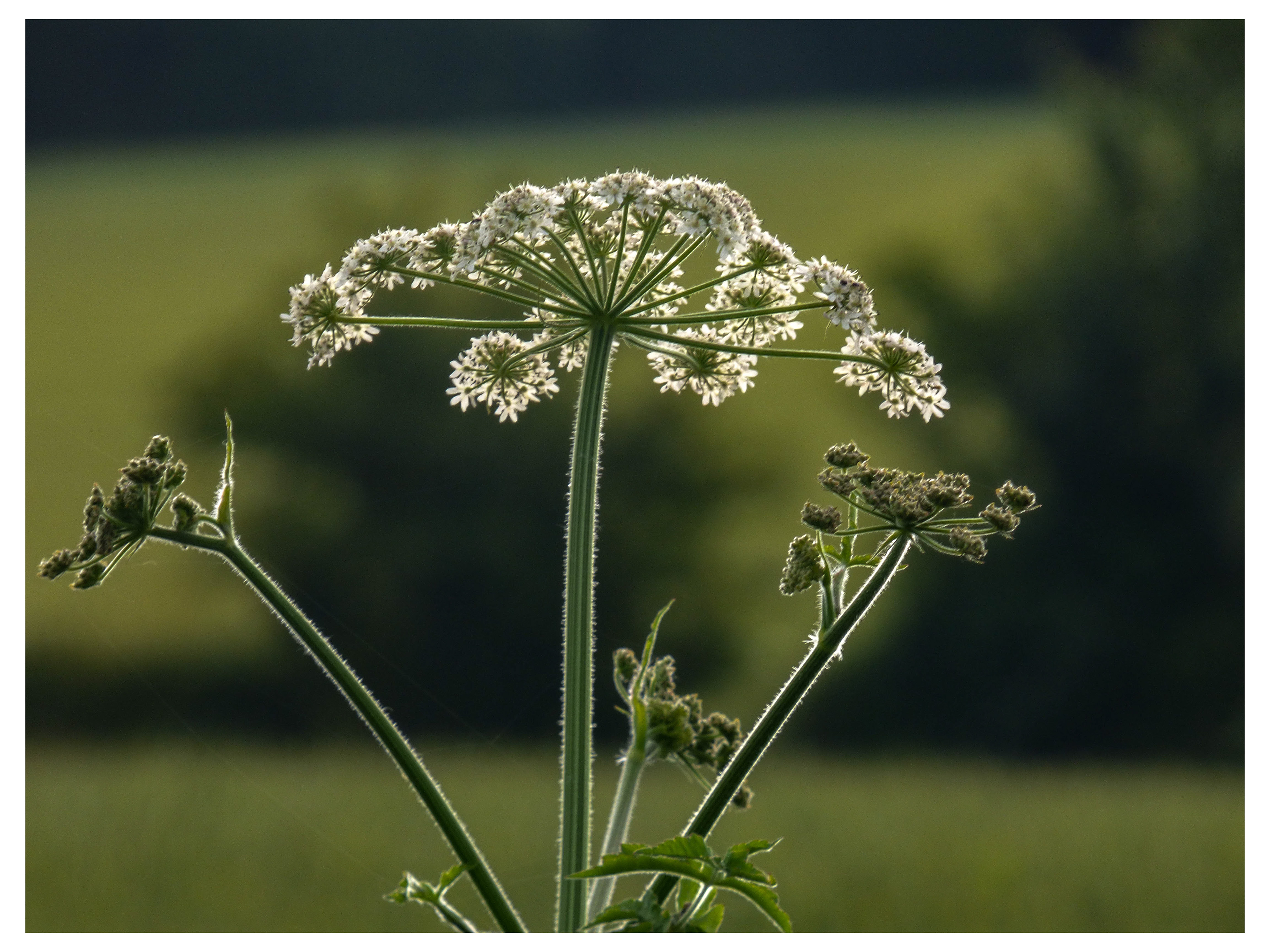 cow parsley
