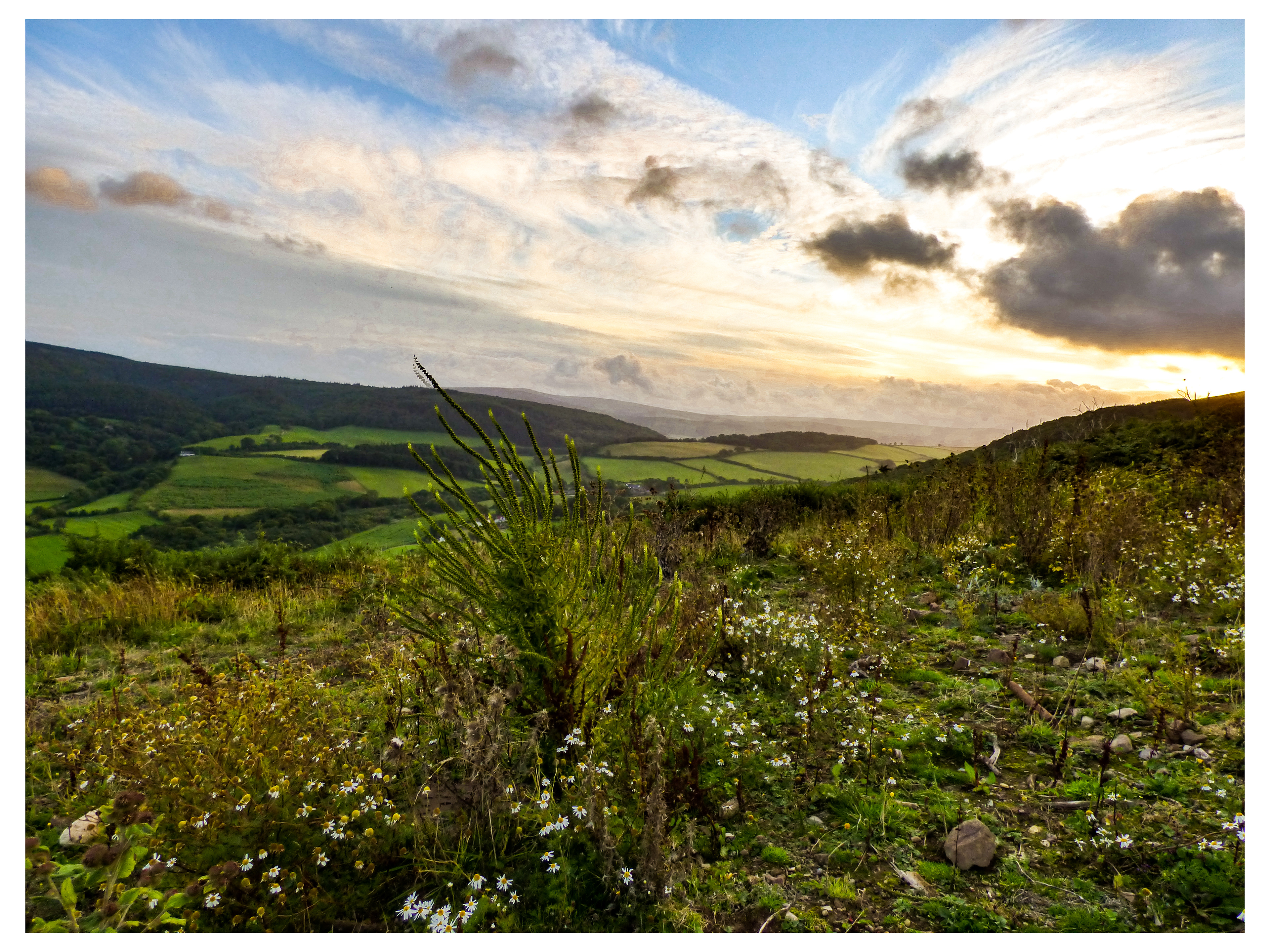 A Secret place and the Exmoor Walker A short story by Ron Blundell The combe was damp and still. The sound was of rushing water from a nearby freshly filled stream and a steely light from the hidden sun did its best to penetrate to the woodland floor. A few feeble rays were split into a faint rainbow of colours which contrasted with the green half-light pressing in from every side. At each carefully placed step the stag’s hooves squelched and stabbed a distinctive slot deep into the mud. Every few strides it stopped briefly to sniff the air and shake its head to try and shake off the mist of midges and flies that immediately descended again for their share of the blood meal. Steam rose from the stags back and flanks and drifted towards a large oak tree. High on the valley side where the stones downward slide had been arrested temporarily by the stunted oak trees, the wet stones were lit for a moment by a ray of sunshine that moved across the steep slope. To the walker the light beam was reminiscent of a spotlight illuminating an invisible dancer as she moved across natures stage. But all too swiftly this faint reminder of the final days of summer was snuffed out as the next rain squall cut across the high ridge and descended into the narrow valley. The intensity of the rain caught even the buzzard by surprise and with shake of its body it left its perch and glided away to seek better cover down the combe, out of sight of man or beast. Now the rain was finding its target. The walker withdrew further under the protection of the massive oak tree and its parasitic ferns along its spreading branches. The rain trickled down the rippled bark and formed into small streams at the walker’s feet. It wasn’t supposed to be like this. The massive metal hand at the start of the walk in Minehead and the many carved acorns on the first signposts had offered hope of dappled sunlit moorland following the severn sea. Now two days into the walk and reality was setting in – soggy socks and a damp shirt together with many aches and pains were a reminder of what the remaining 600 miles may have in store. For ten minutes the rain sheeted down on the blustery wind to find every fold of unprotected clothing. Then suddenly both of natures forces paused, there was a feeble attempt at a rally, then all was still, only the sound of water remained. The walker paused then stepped forward into the open. The nearby stag took fright. It sprang, ran and clattered across the stony slope and with a brief backward glance was gone. The walker sighed then tightened her rucksack straps and measured her steps in the fresh deer slots and then followed the contoured gorse lined path around the hill towards the beckoning strip of blue sky and the widening view of the grey sea below. End.