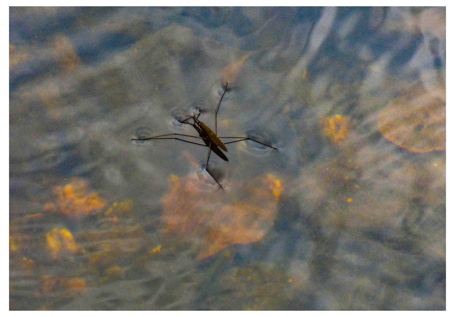 Water boatman