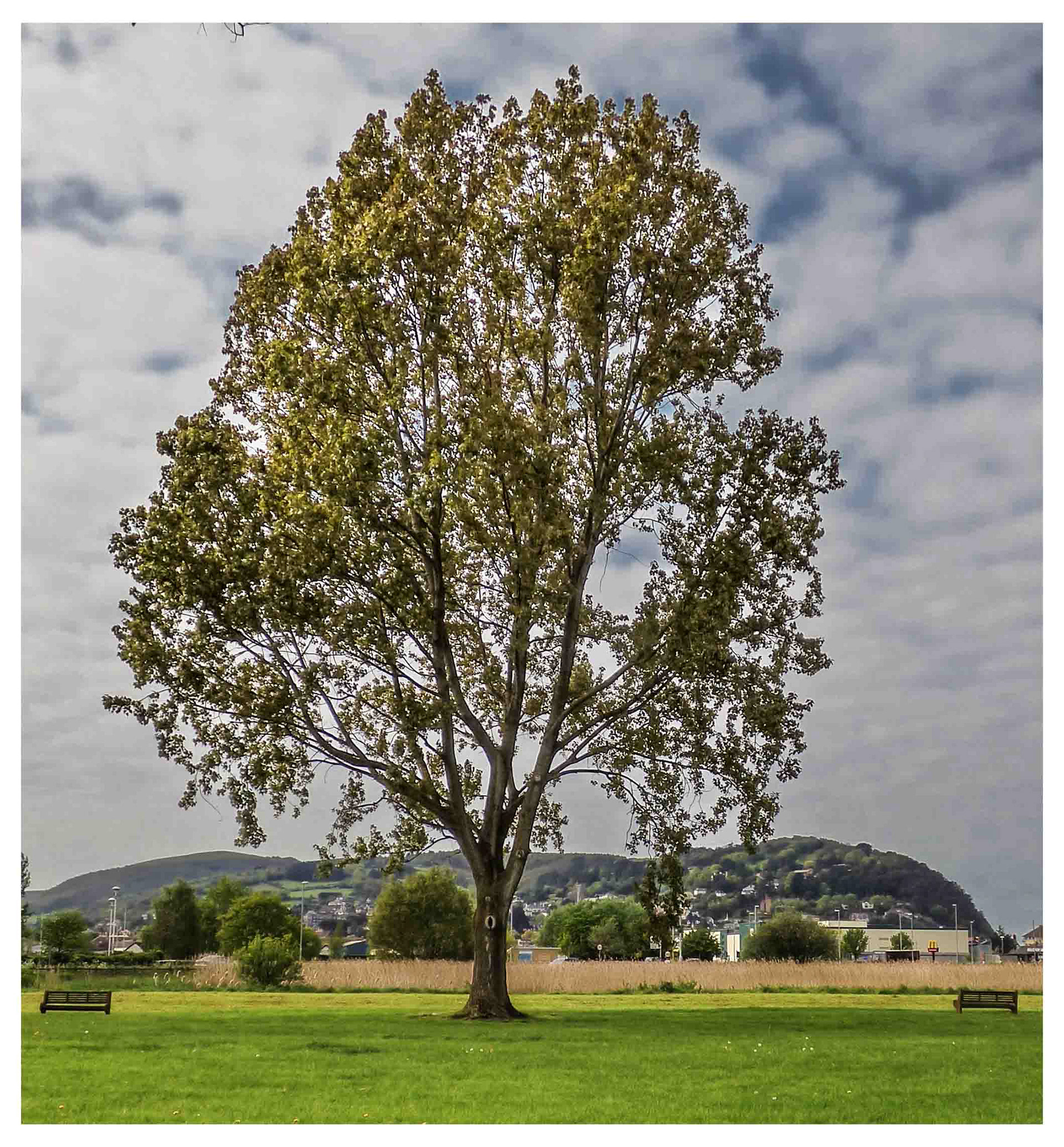 Marsh tree