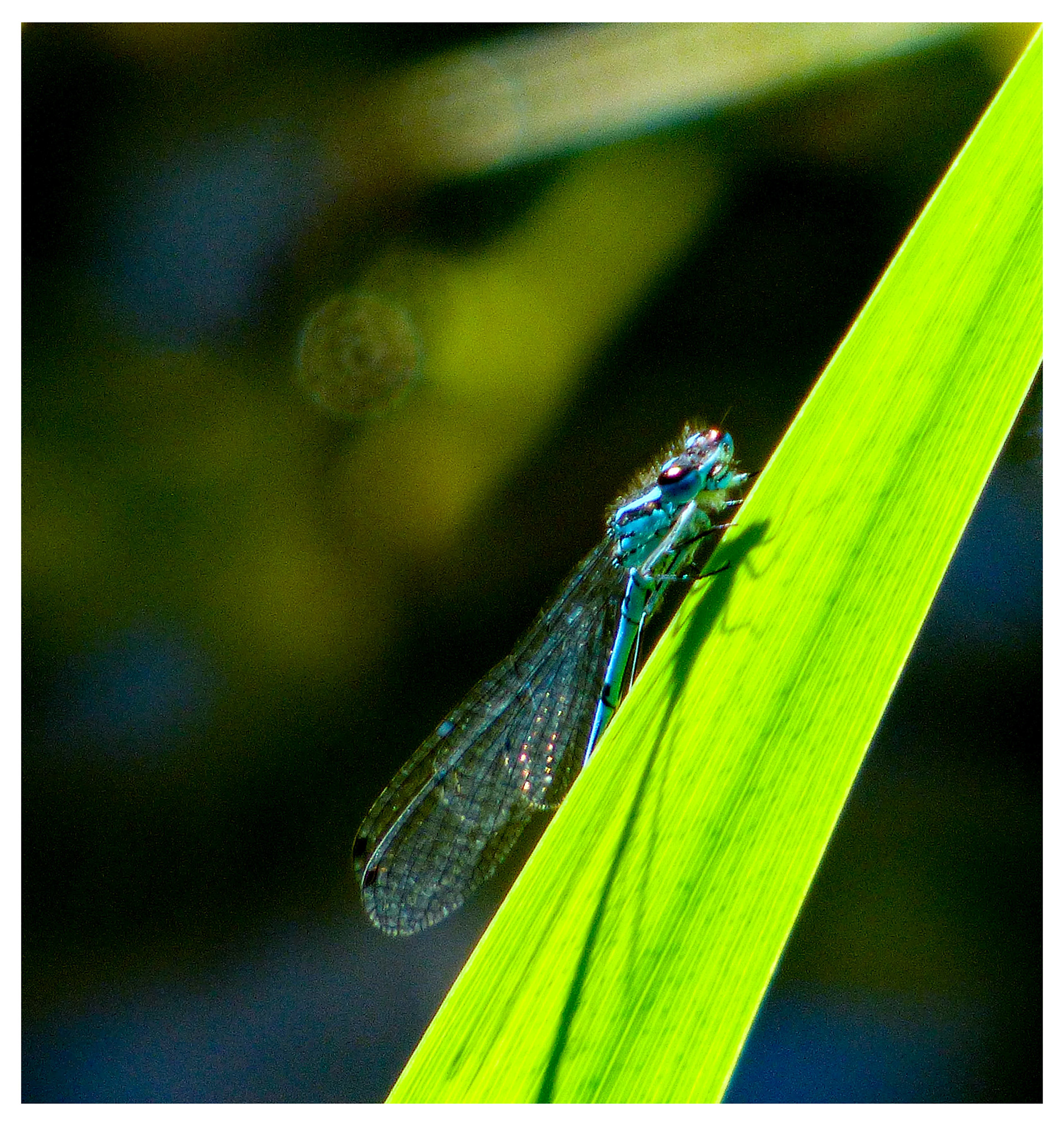 Damsel fly