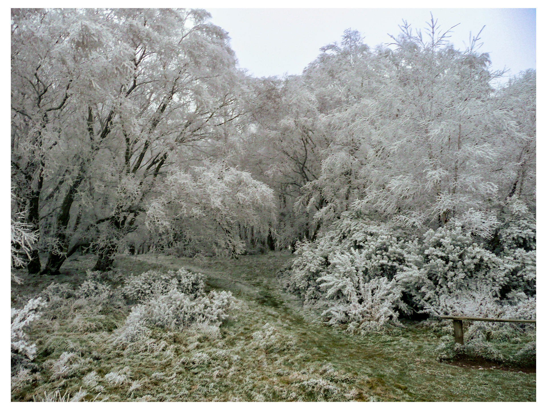 Frost on North Hill