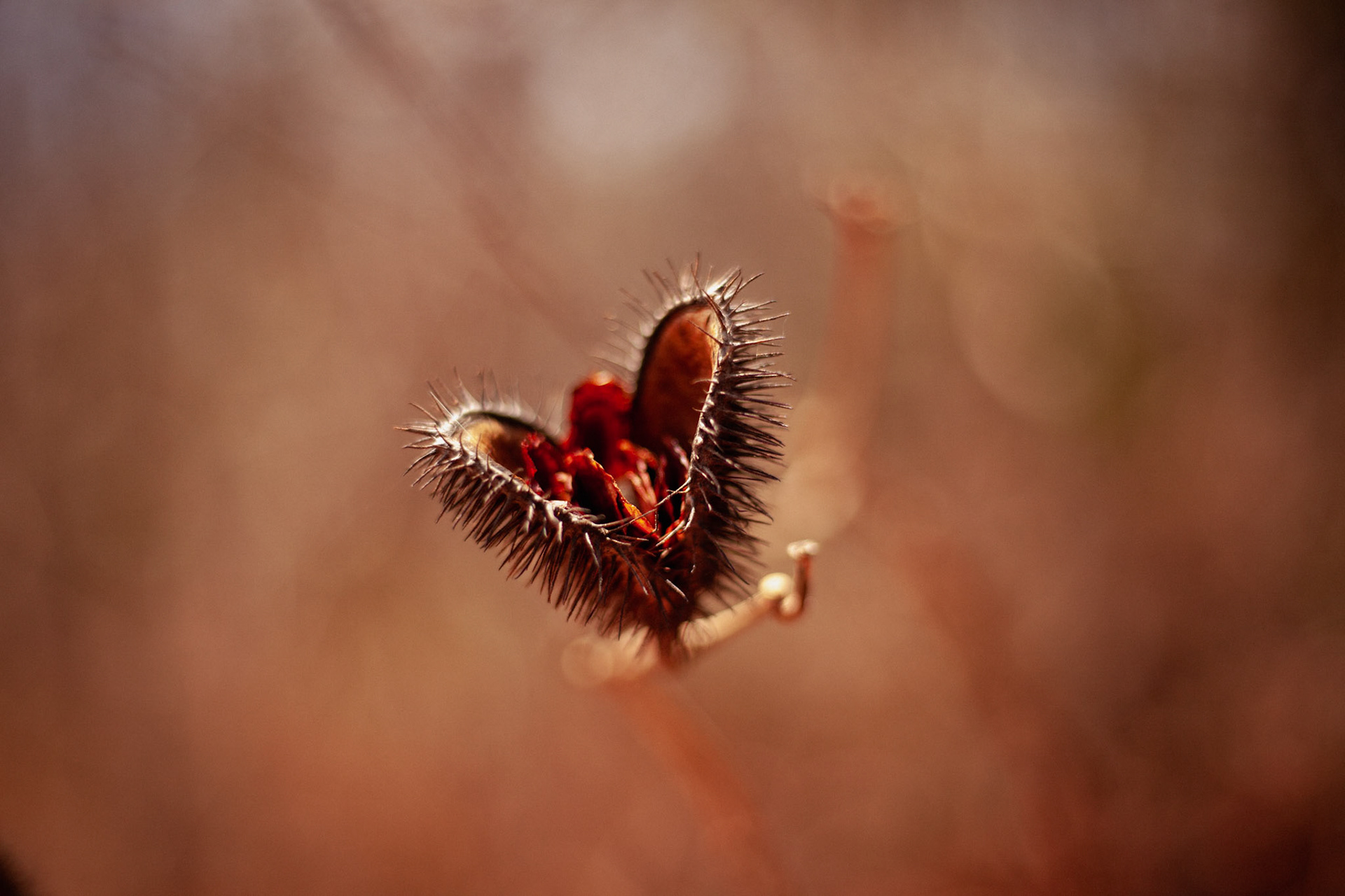 Quilombo de Cuba, MG, Brasil.