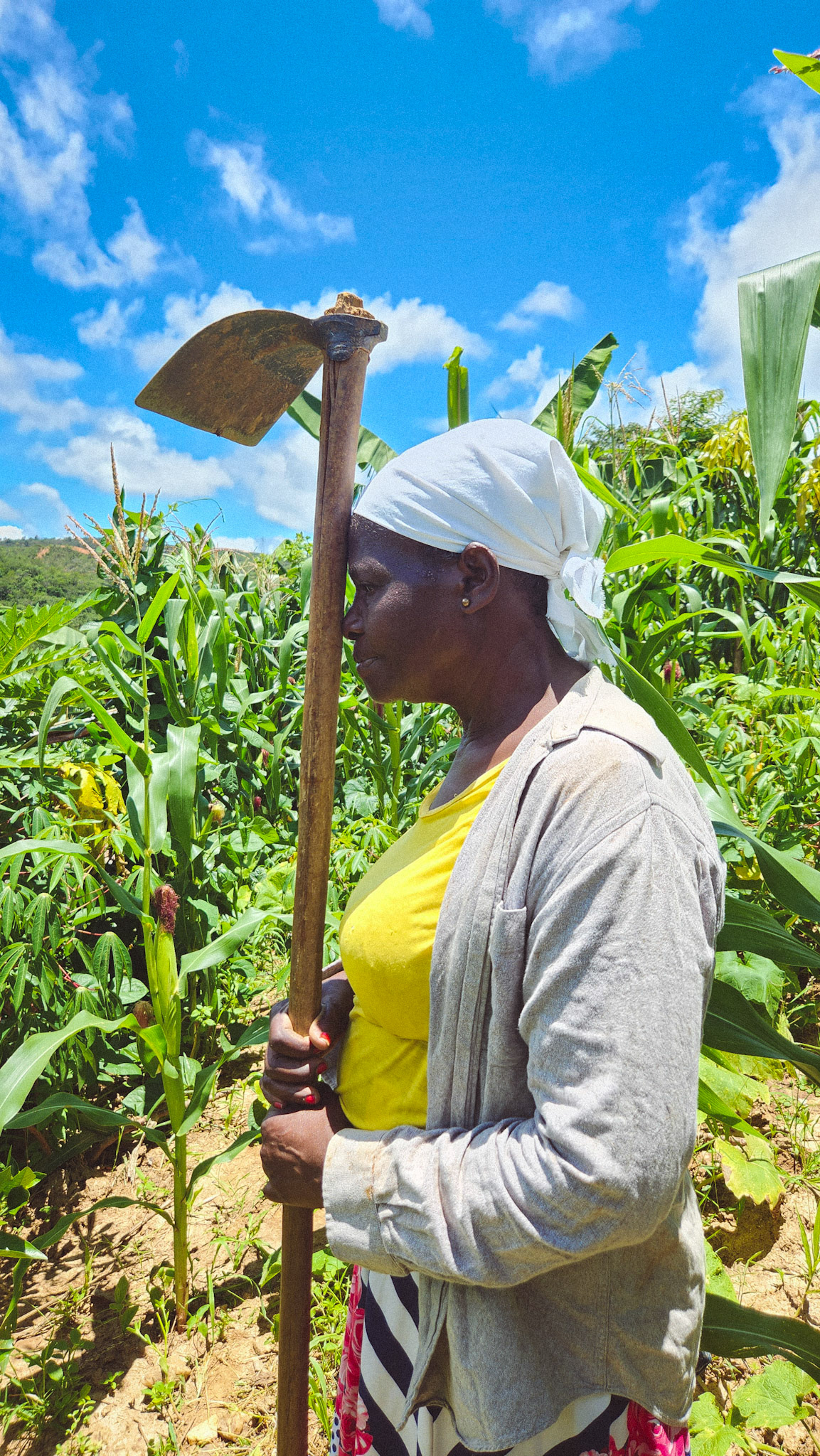 Dona Betinha colhe milho. Quilombo do Macuco, Minas Novas, MG, Brasil.