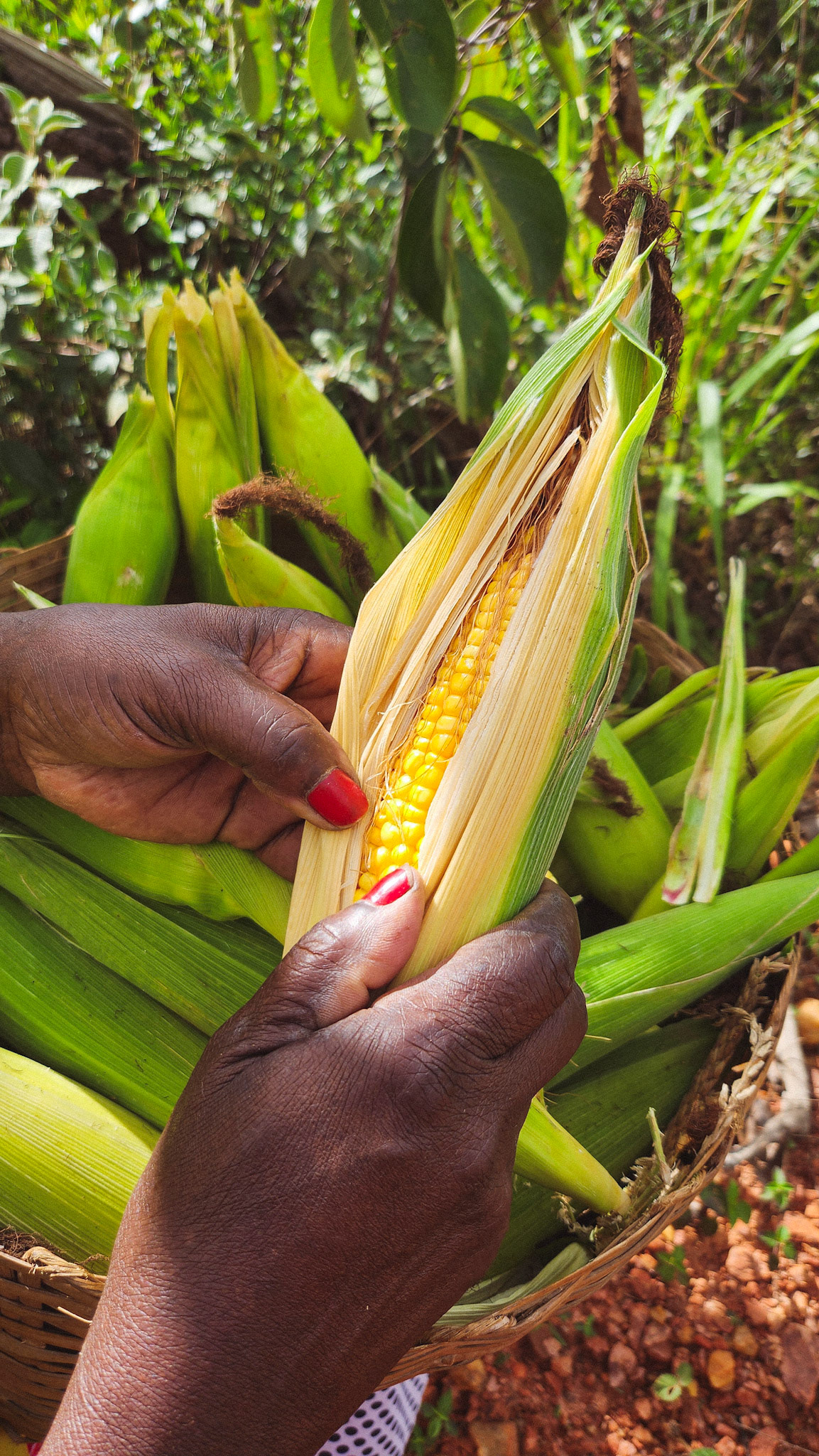 Dona Betinha colhe milho. Quilombo do Macuco, Minas Novas, MG, Brasil.