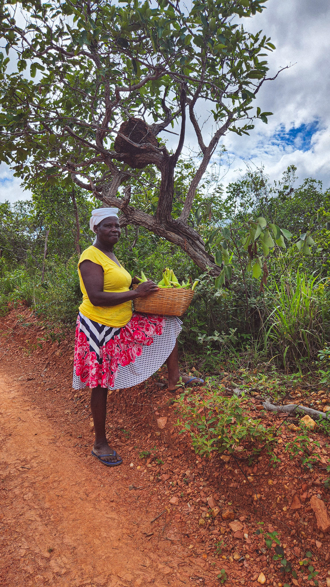 Dona Betinha colhe milho. Quilombo do Macuco, Minas Novas, MG, Brasil.