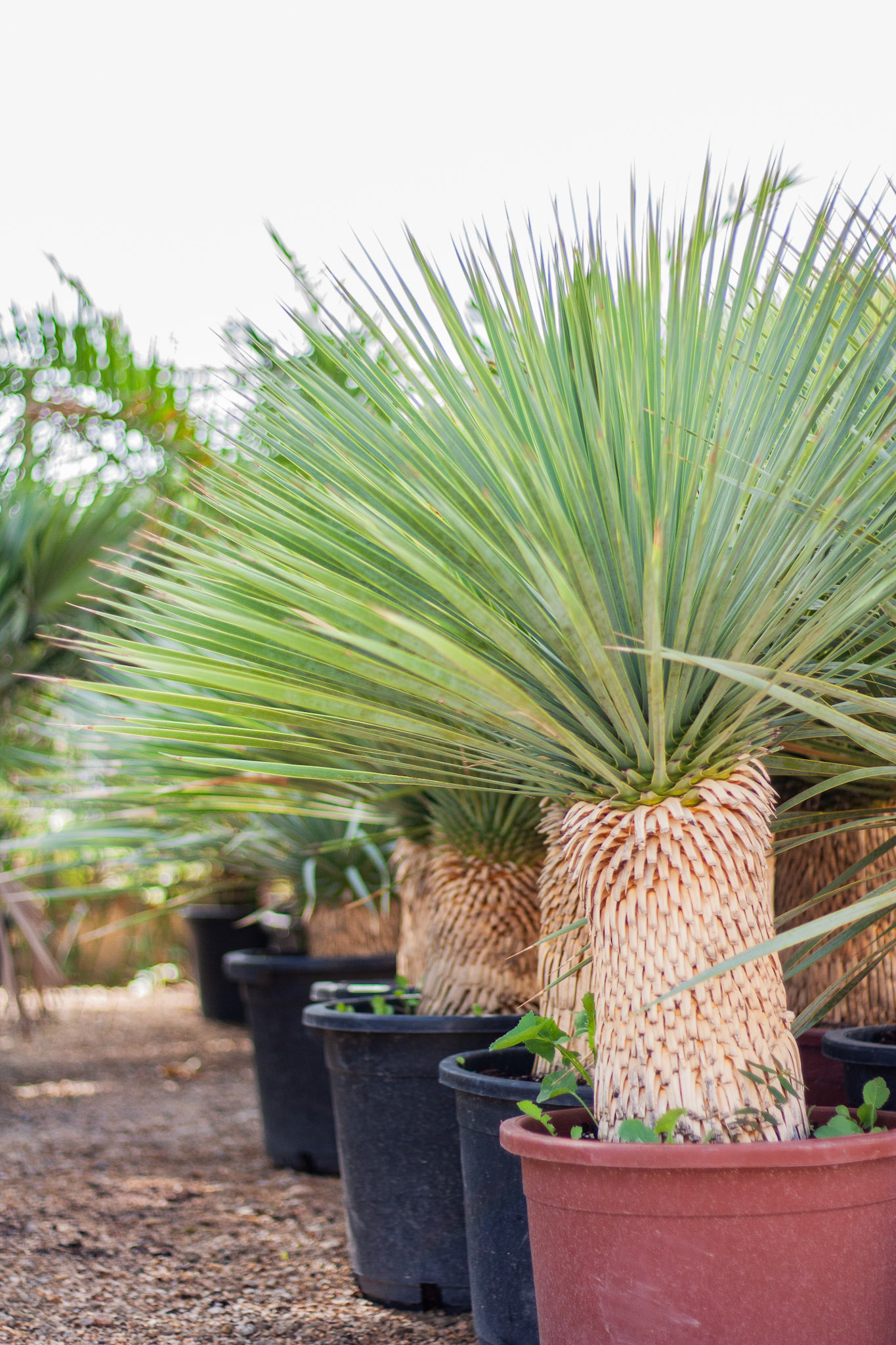 YUCCA ROSTRATA