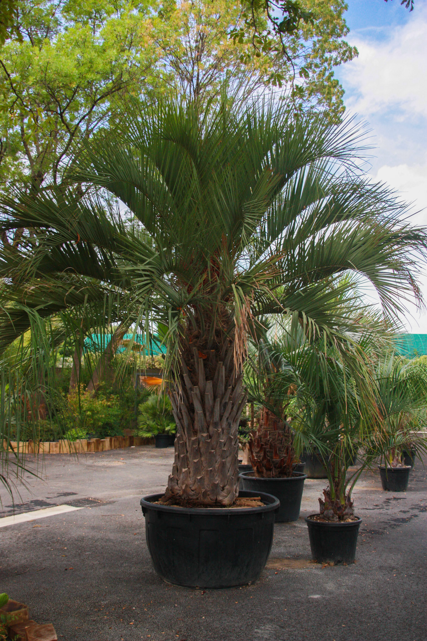 BUTIA CAPITATA