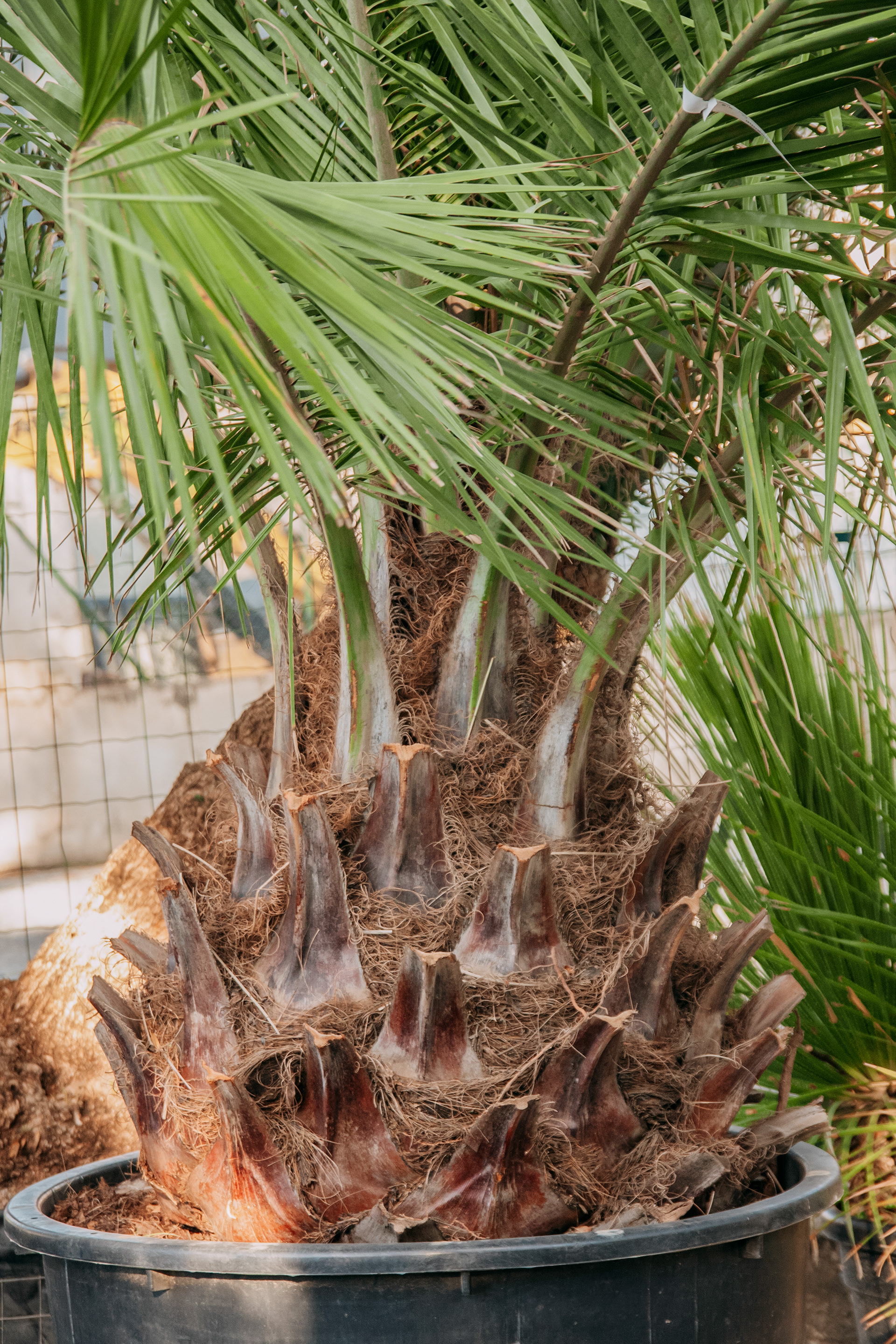 JUBAEAS CHILENSIS // NON NETTOYER