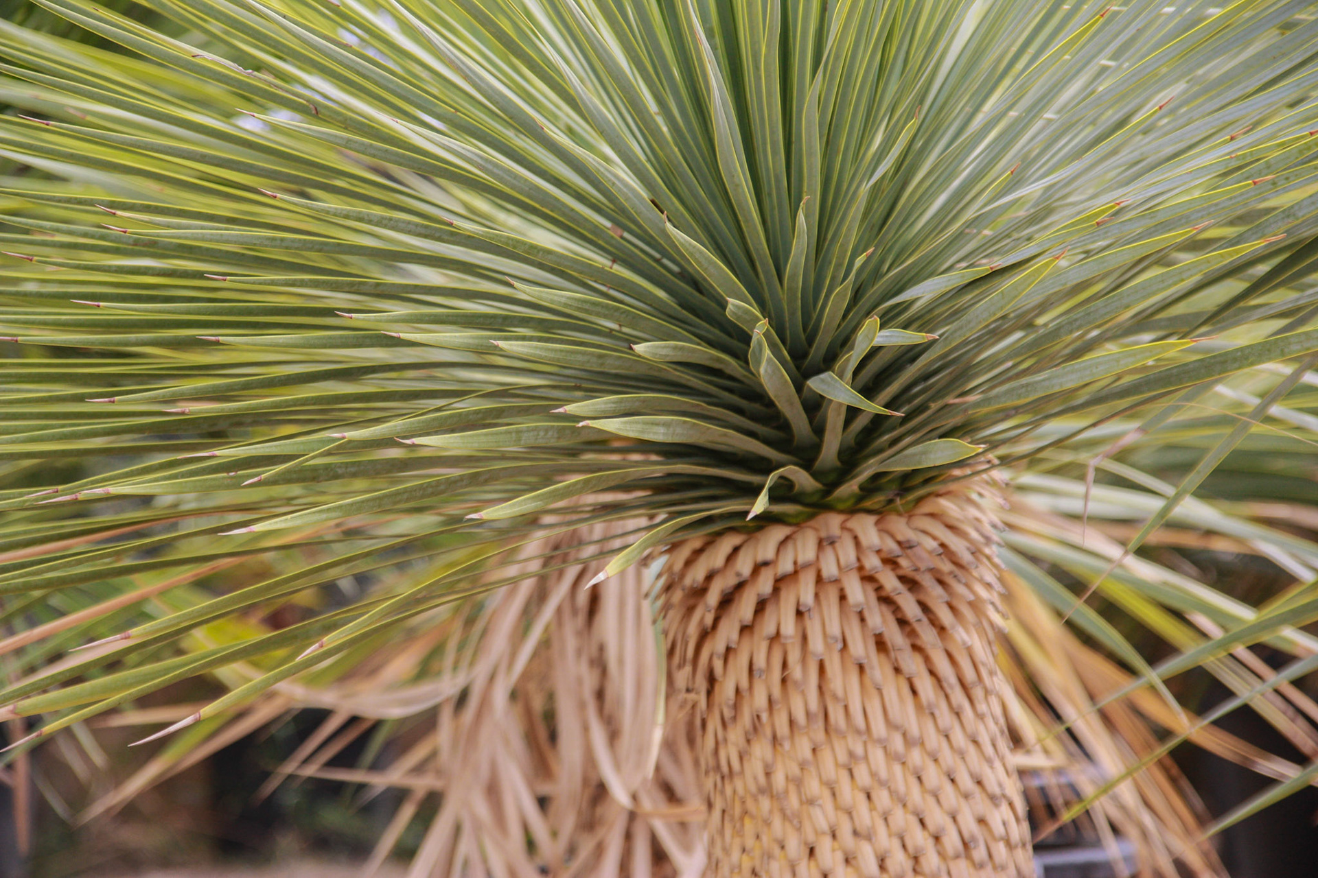 YUCCA ROSTRATA