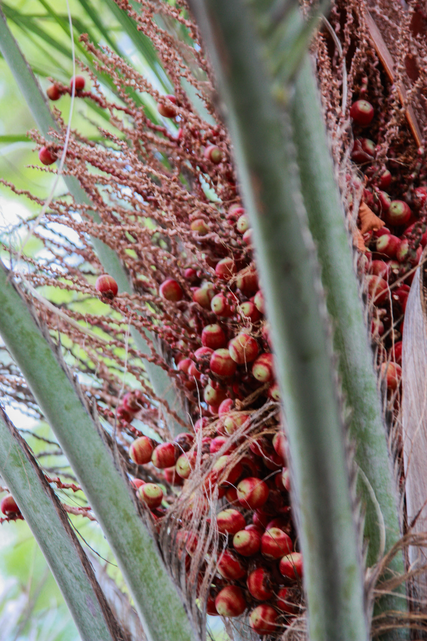 BUTIA CAPITATA