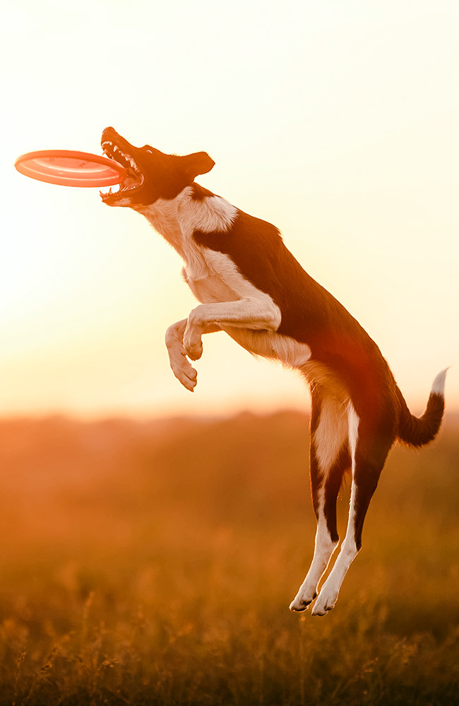Dogfrisbee - szkolenia psów gdańsk, treningi sportowe , psie szkolenia
