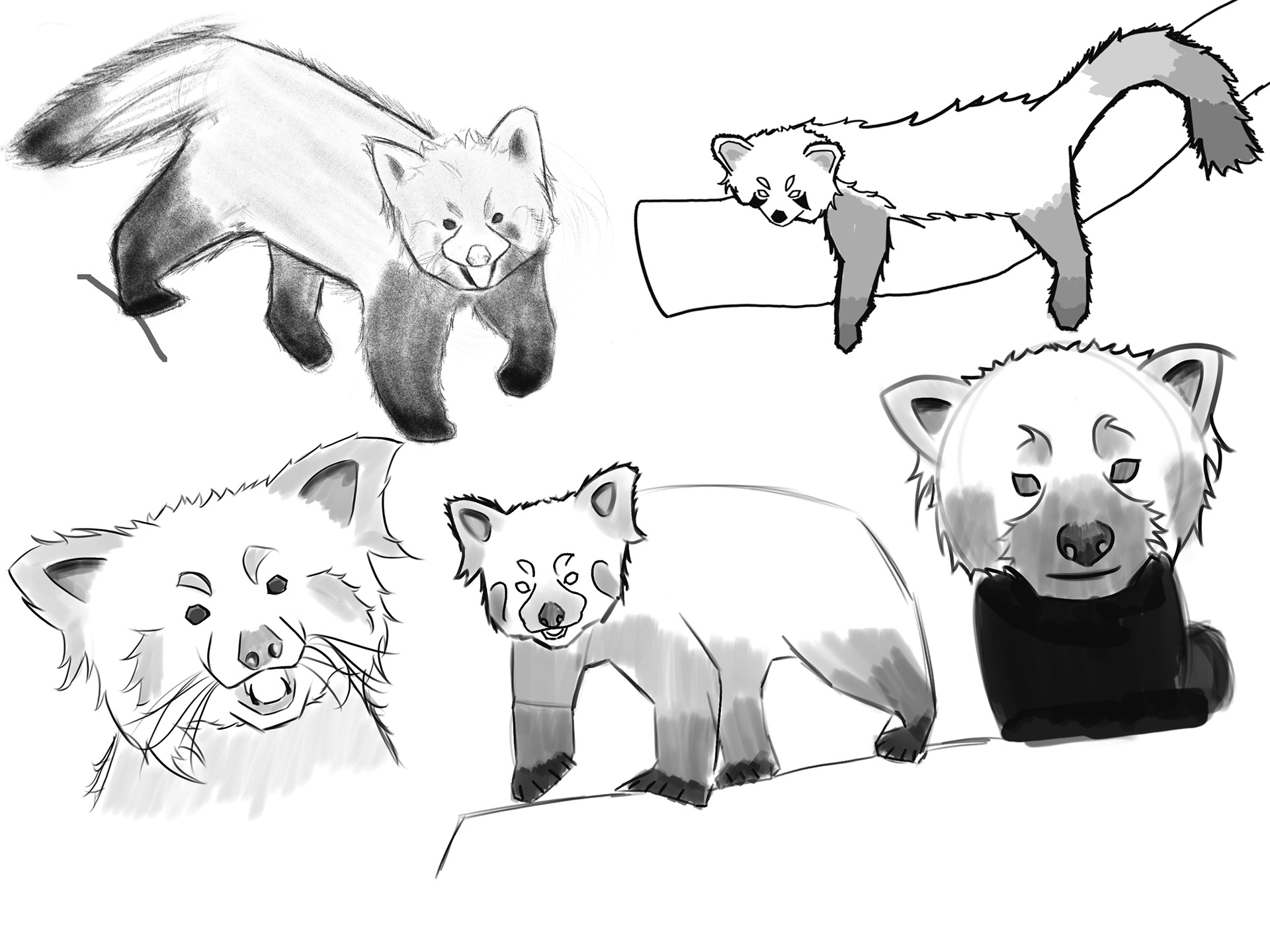 Red Panda Studies and Sketches