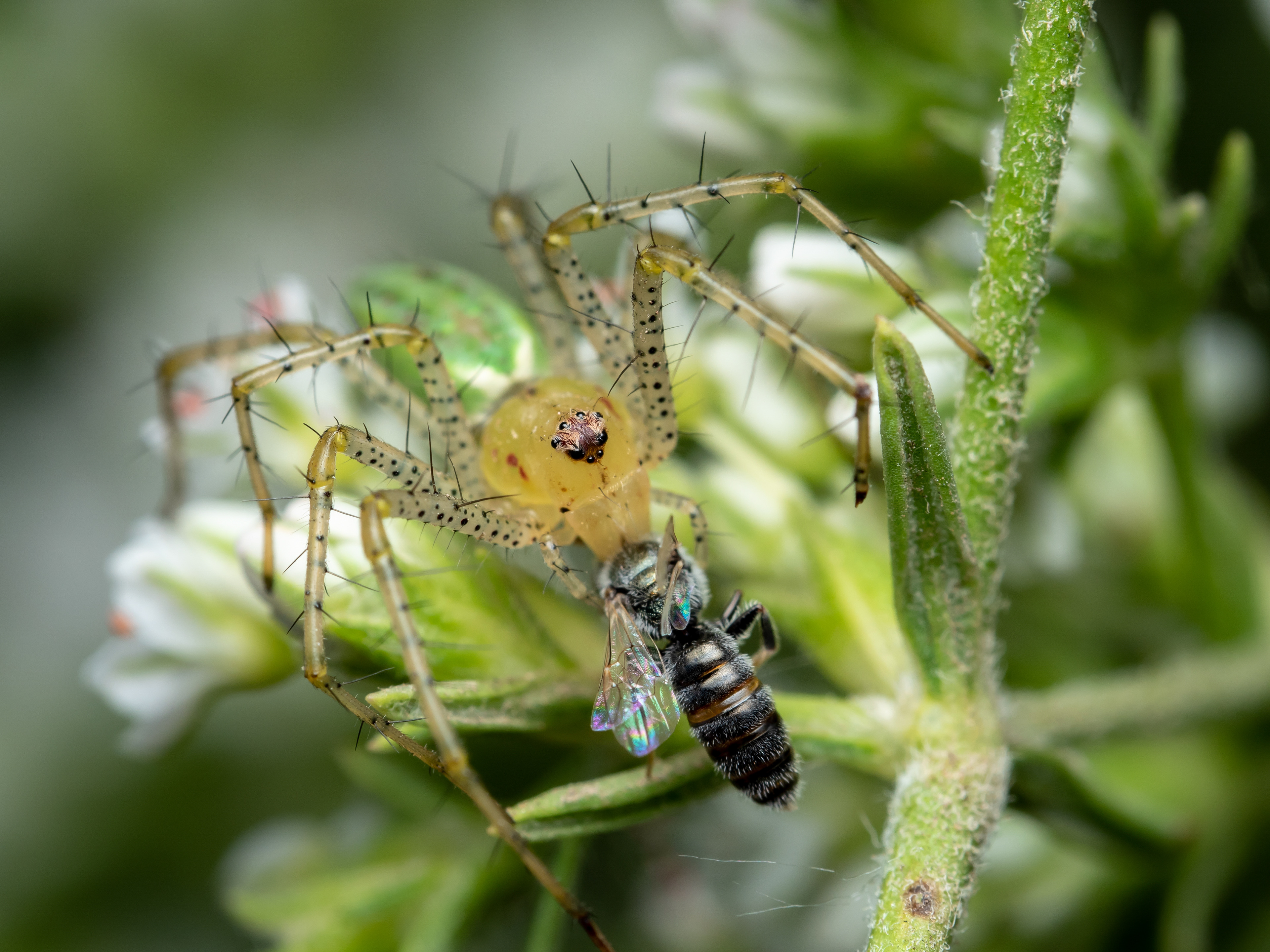 Green Lynx eating small bee. CA.