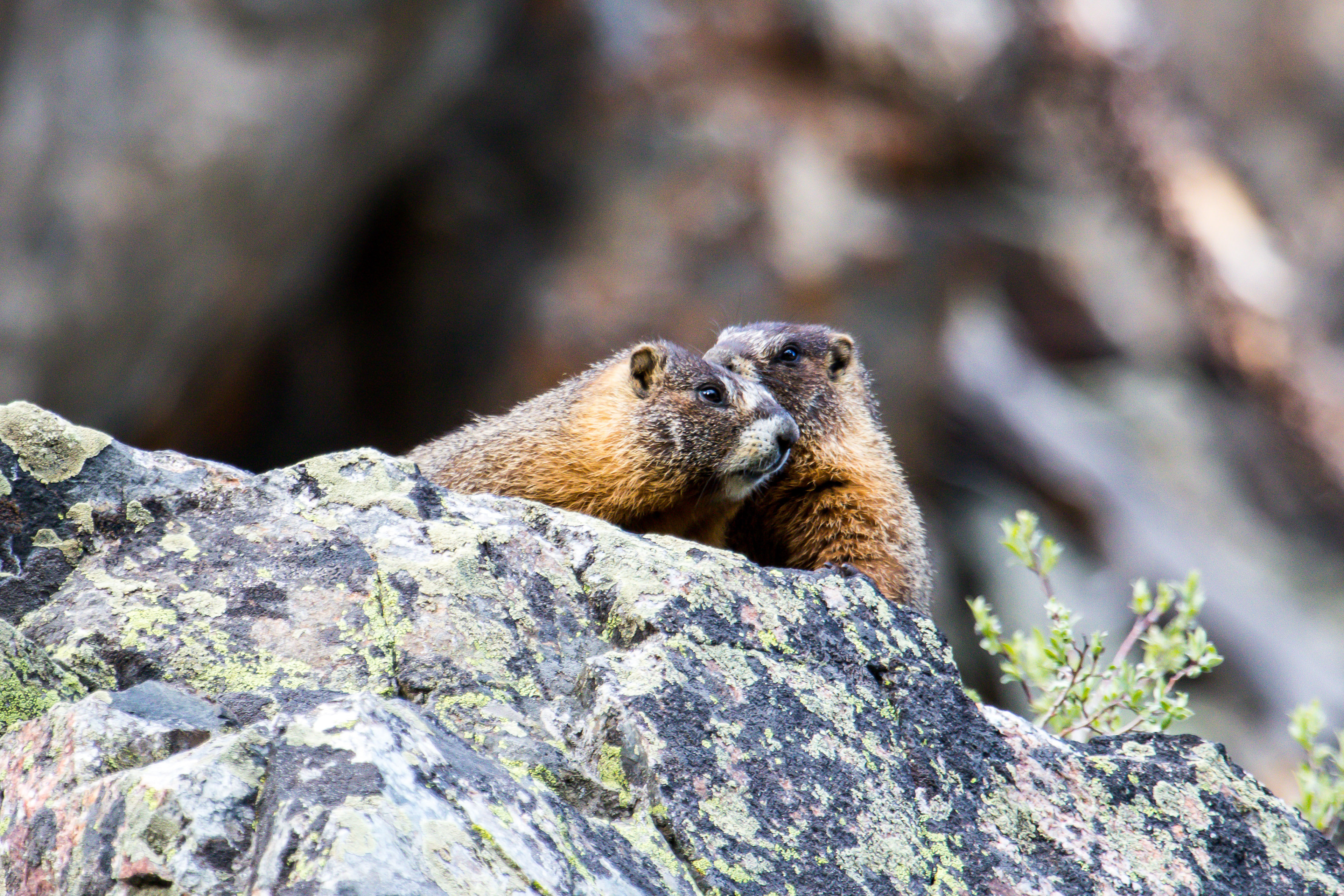 Yellow-bellied Marmots. Rocky Mountain National Park, CO.