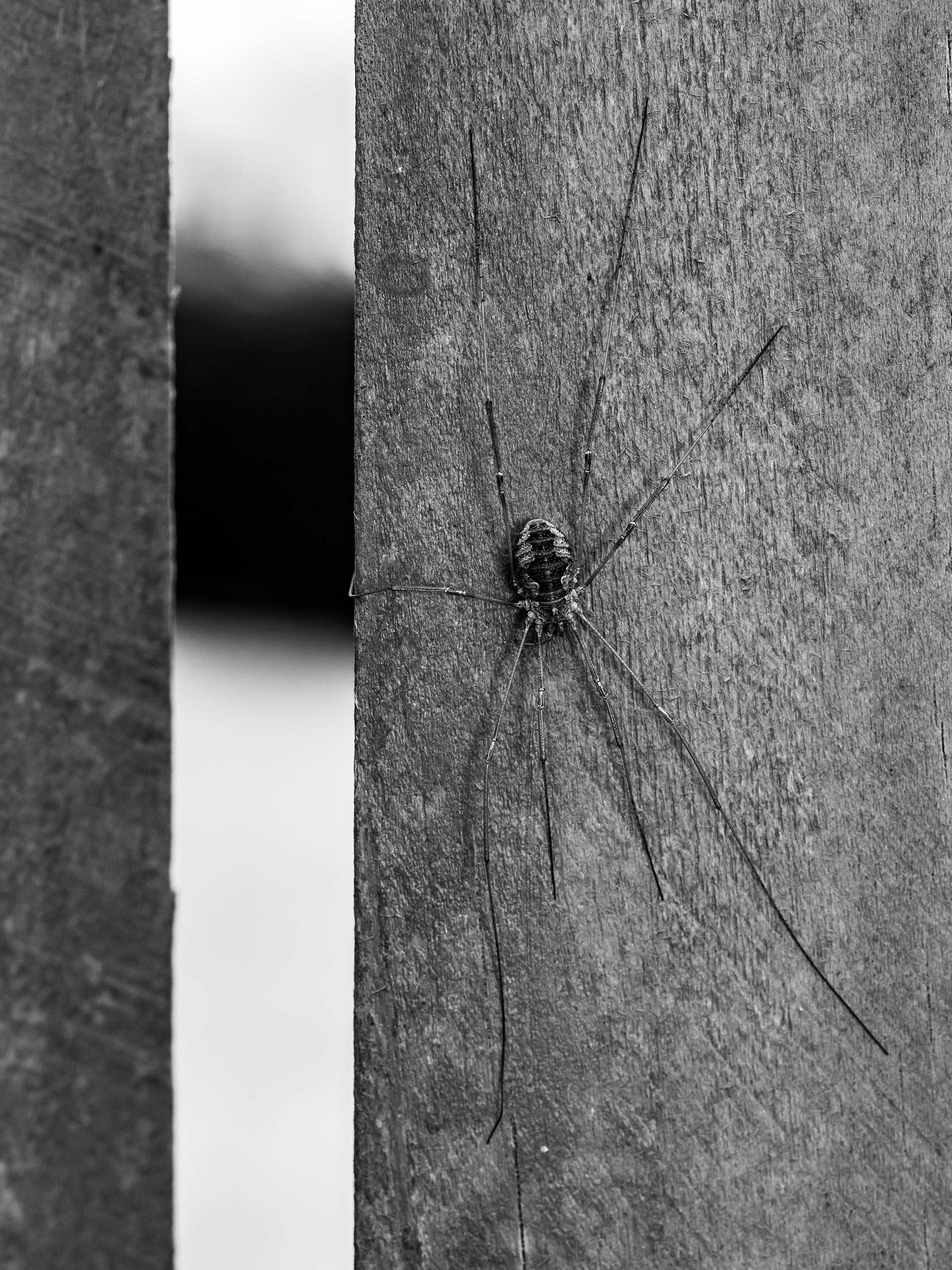 Harvestman. WA.
