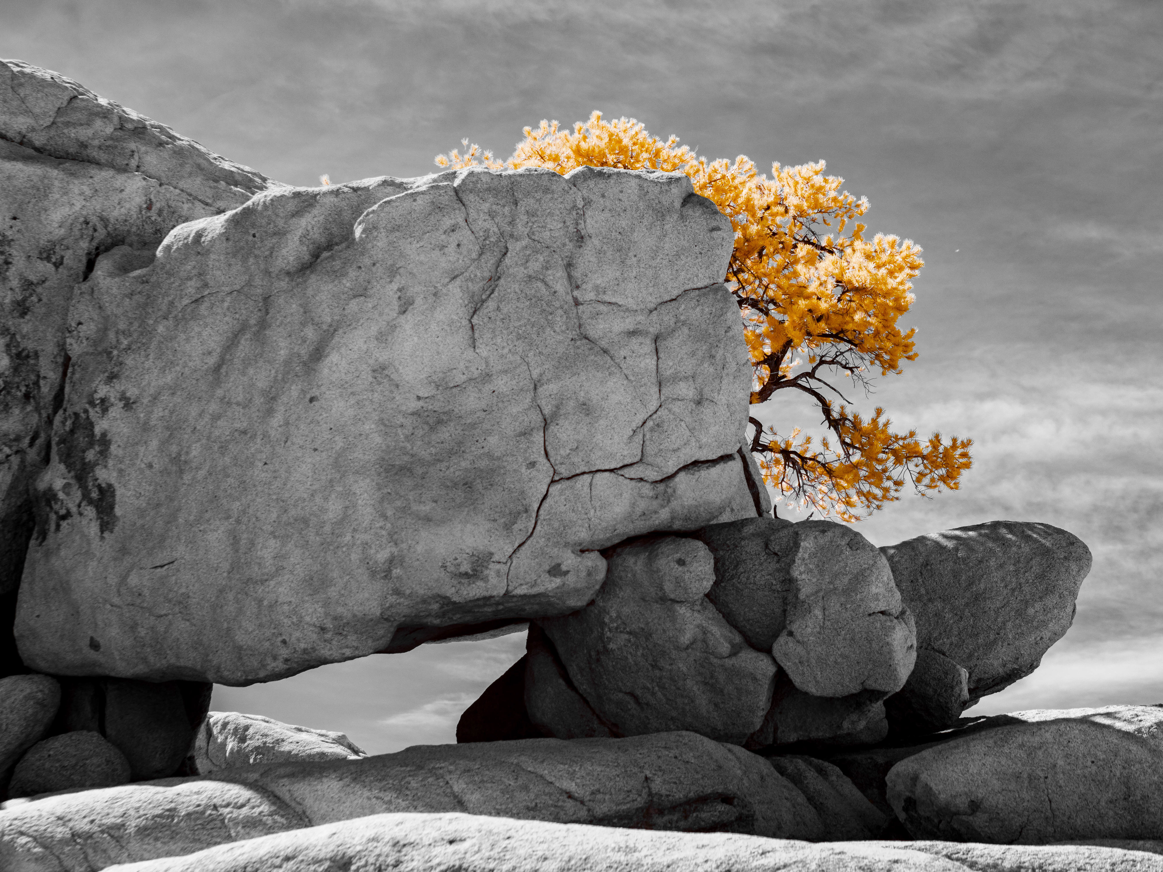 Joshua Tree. 590nm infrared.