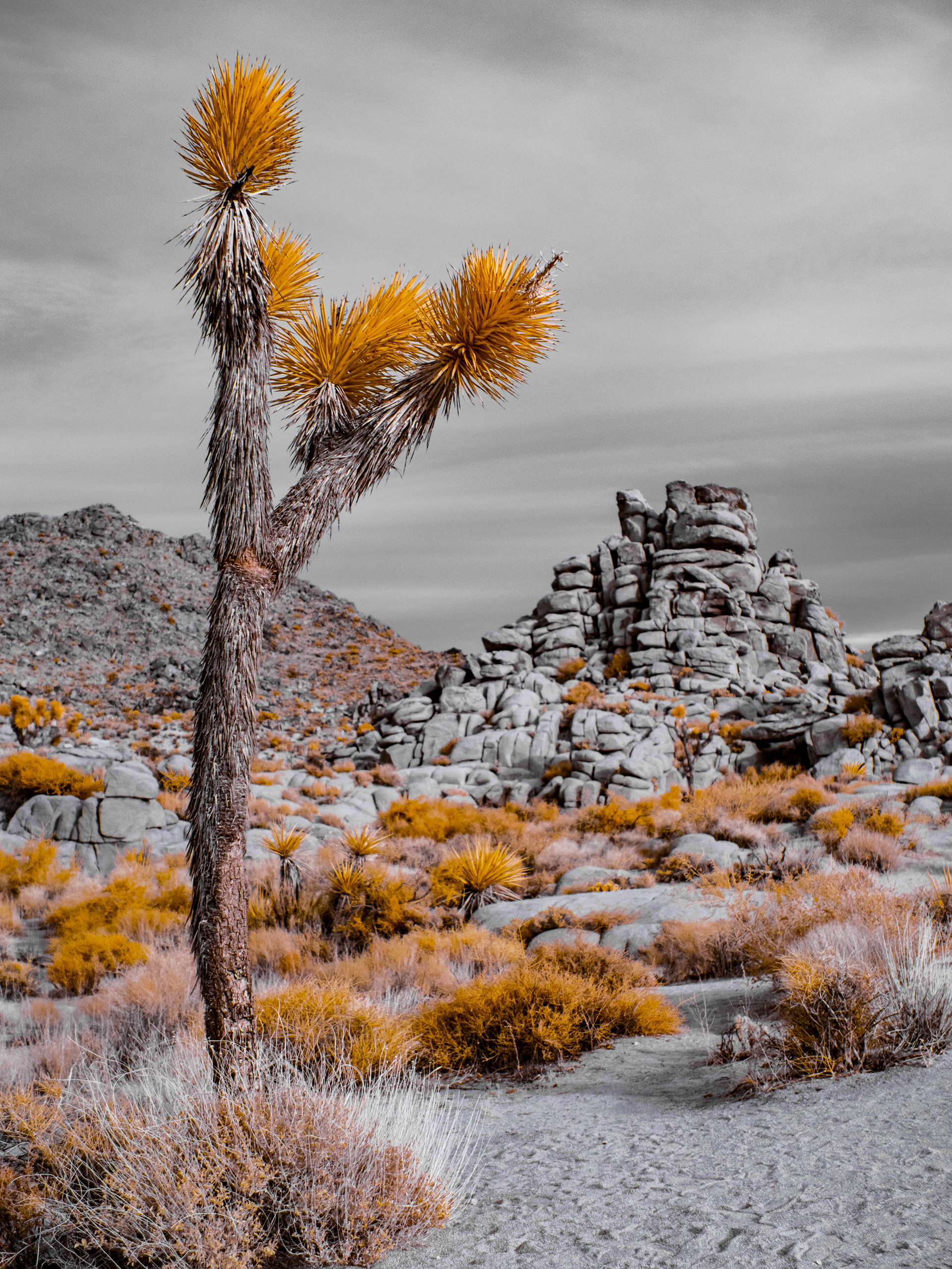 Joshua Tree. 590nm infrared.