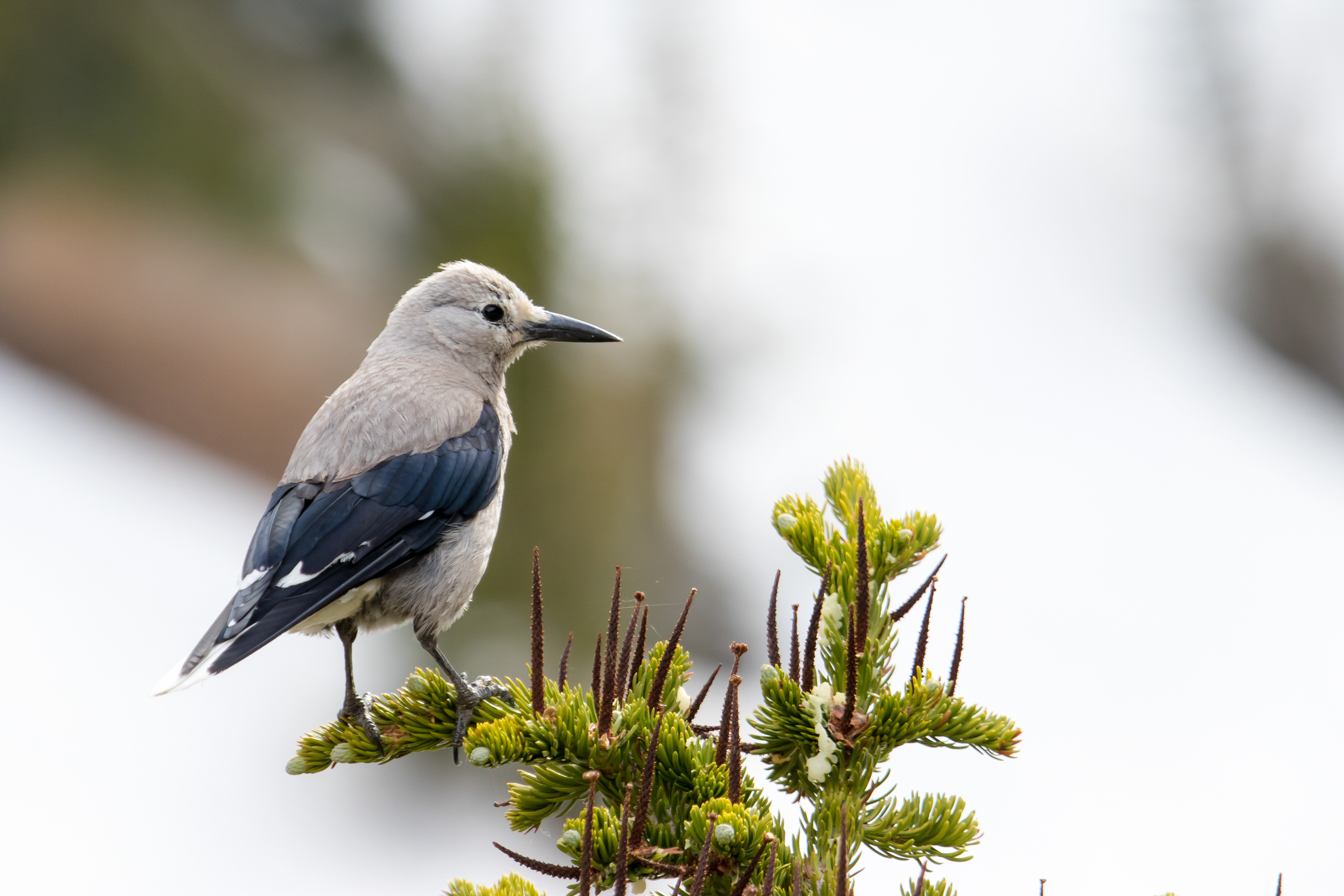 Clark's Nutcracker. Near Breckenridge, CO.