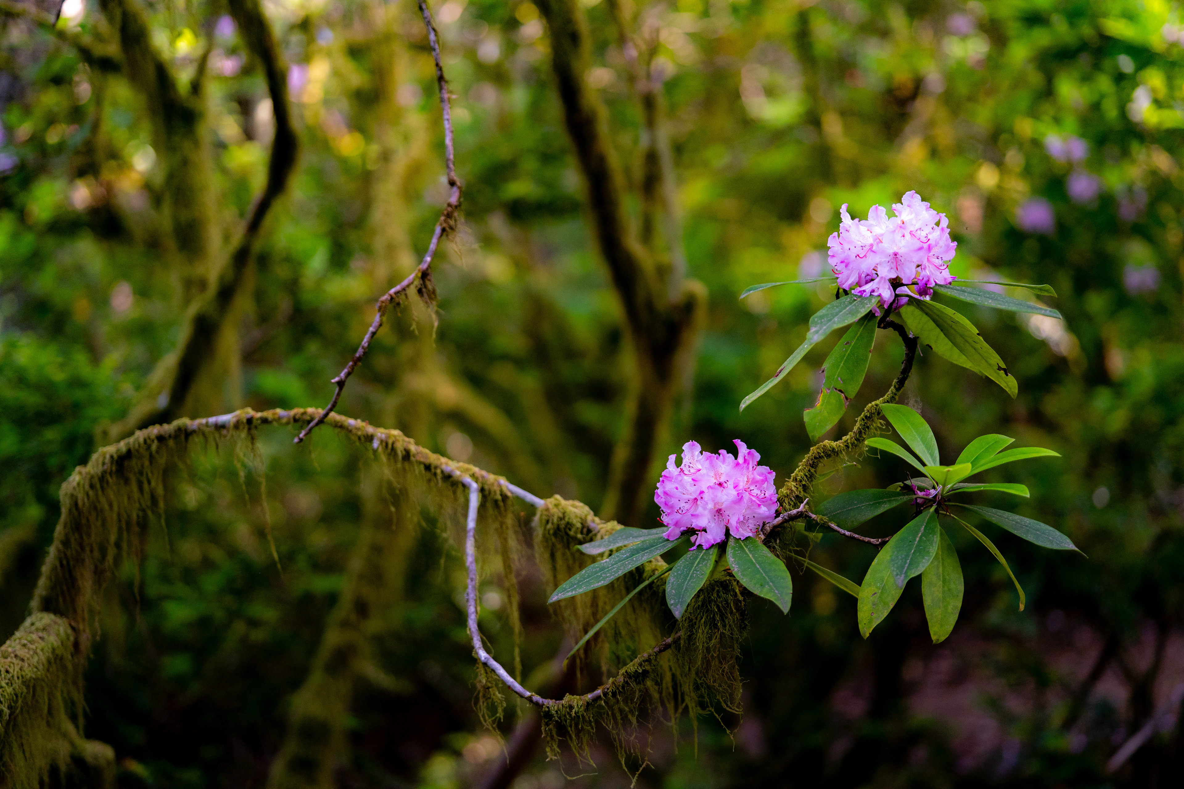 Pacific Rhododendron. Near Delphi.