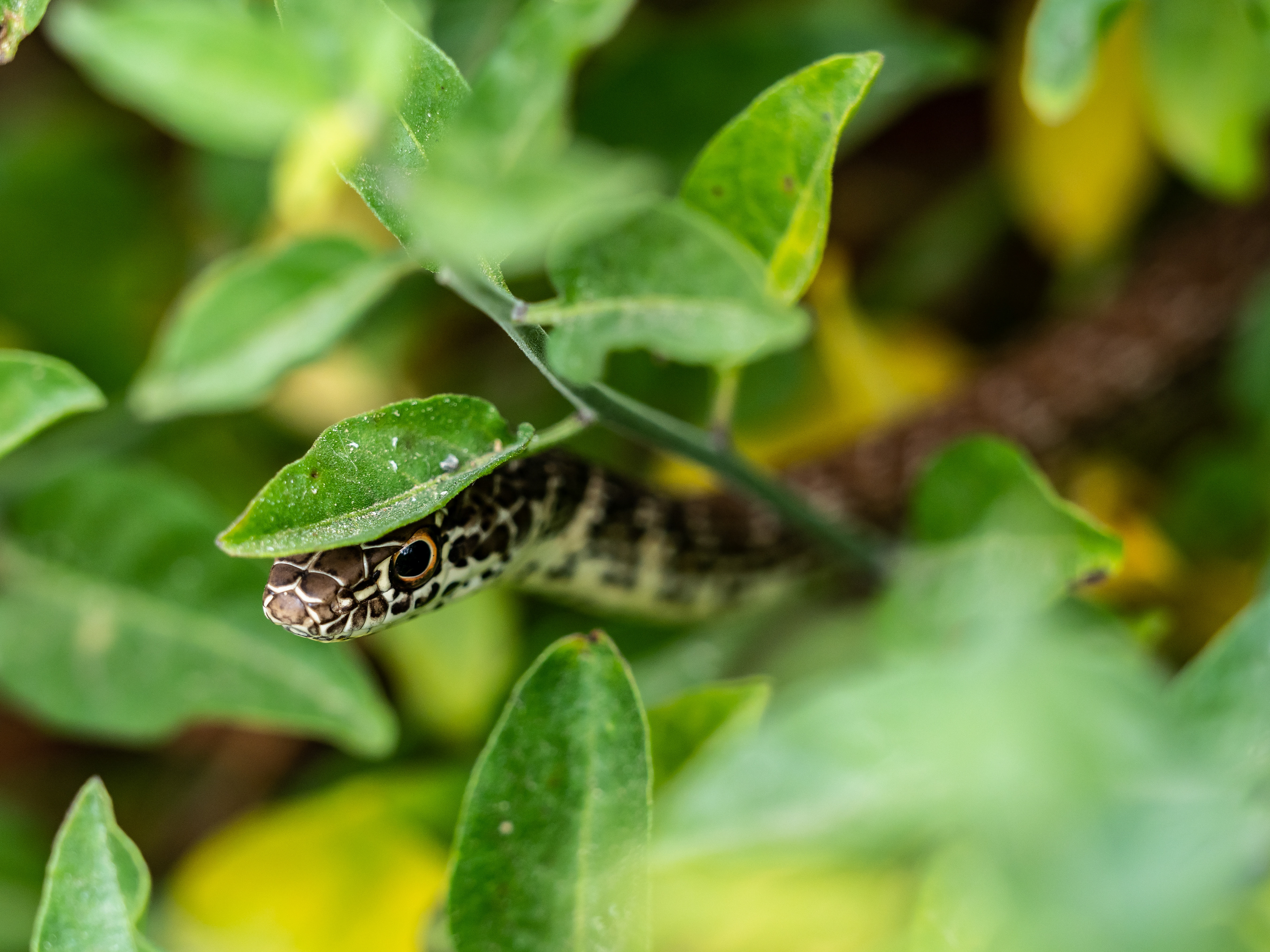 Juvenile Coachwhip. Riverside, CA. 