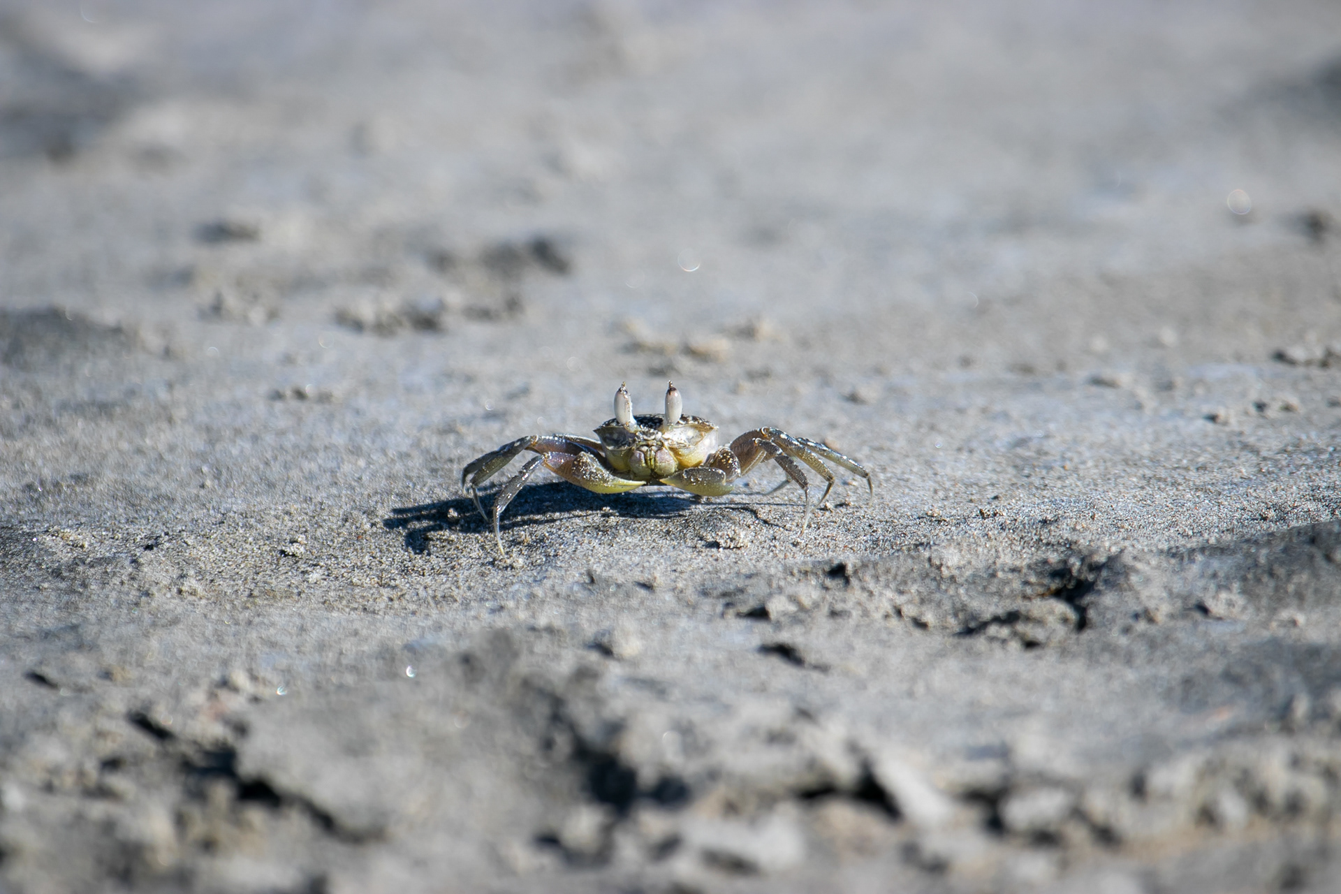 Ghost Crab. Samara.