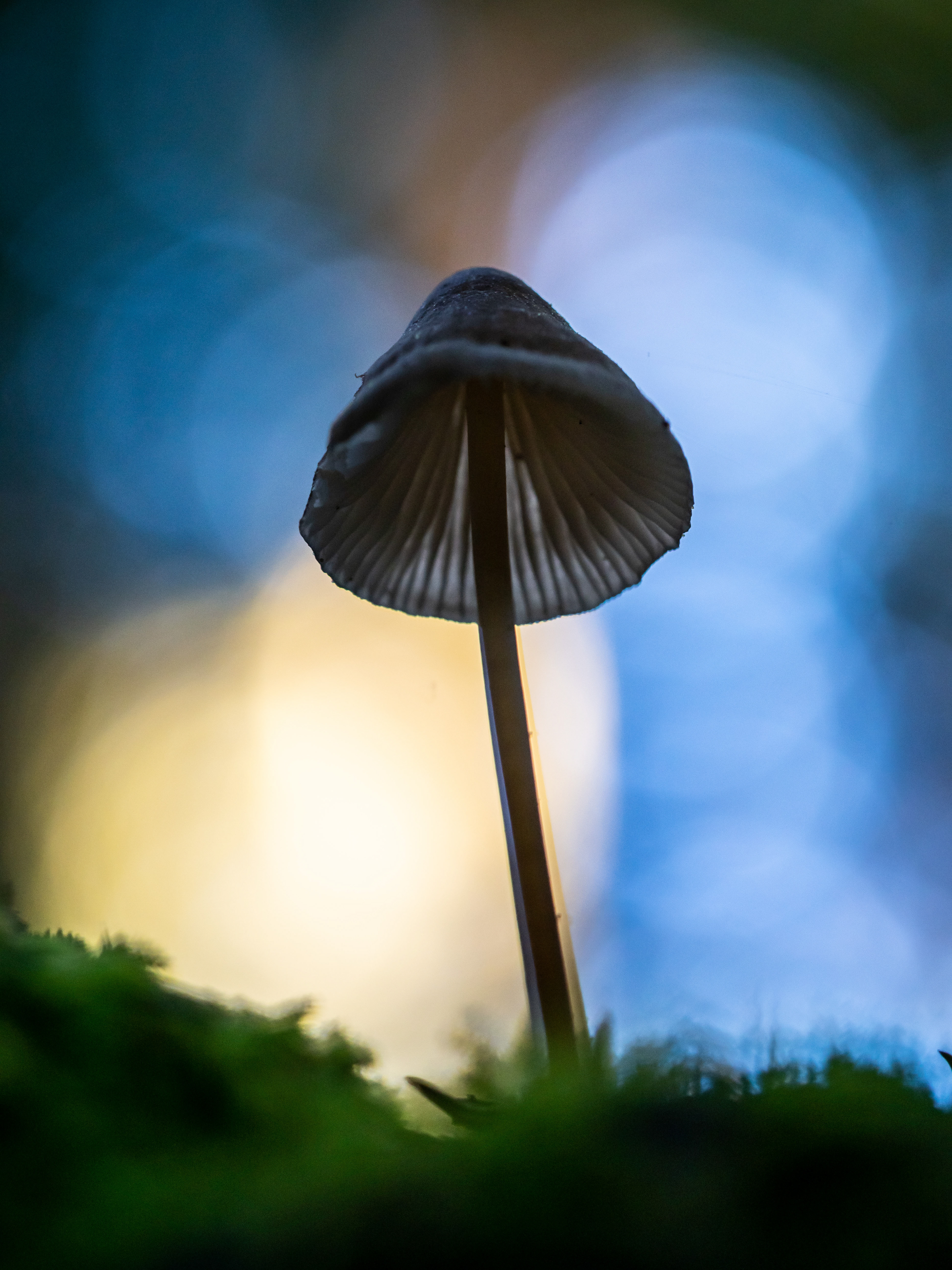 Big Basin Redwoods State park.