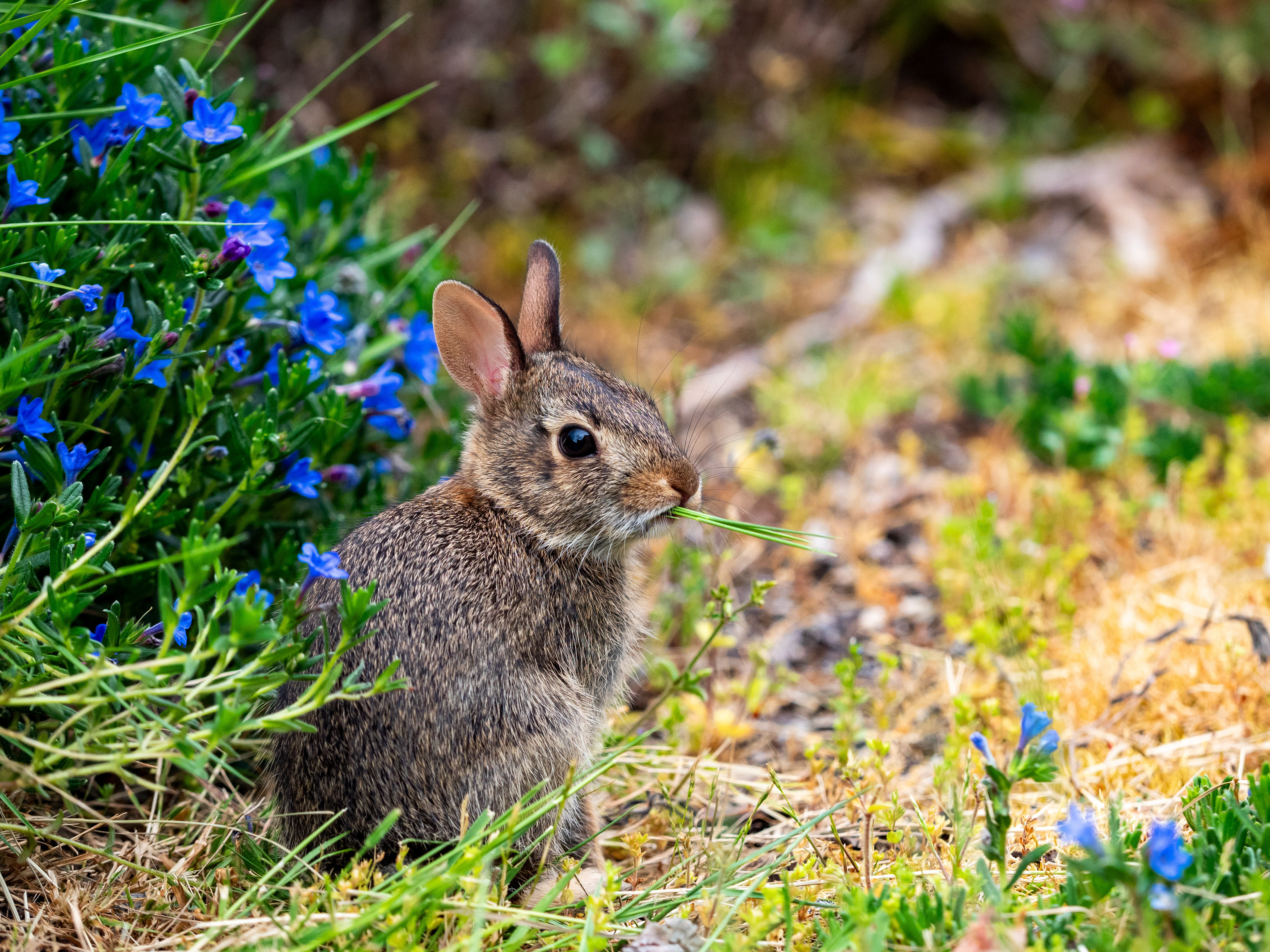 Juvenile Eastern Cottontail. Olympia.