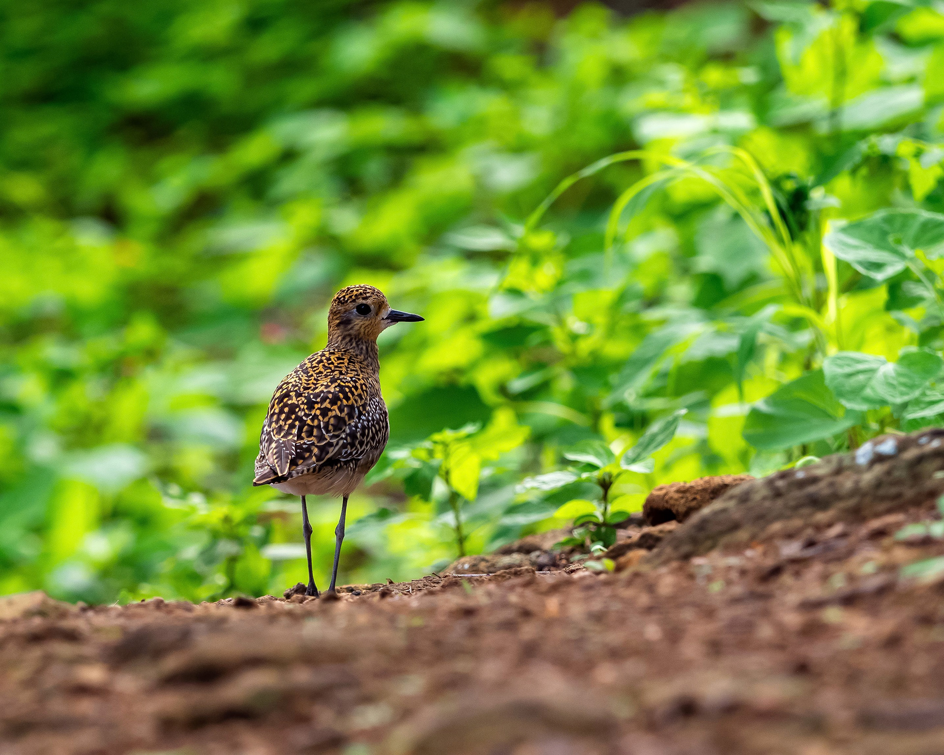 Pacific Golden Plover. Koko Crater.